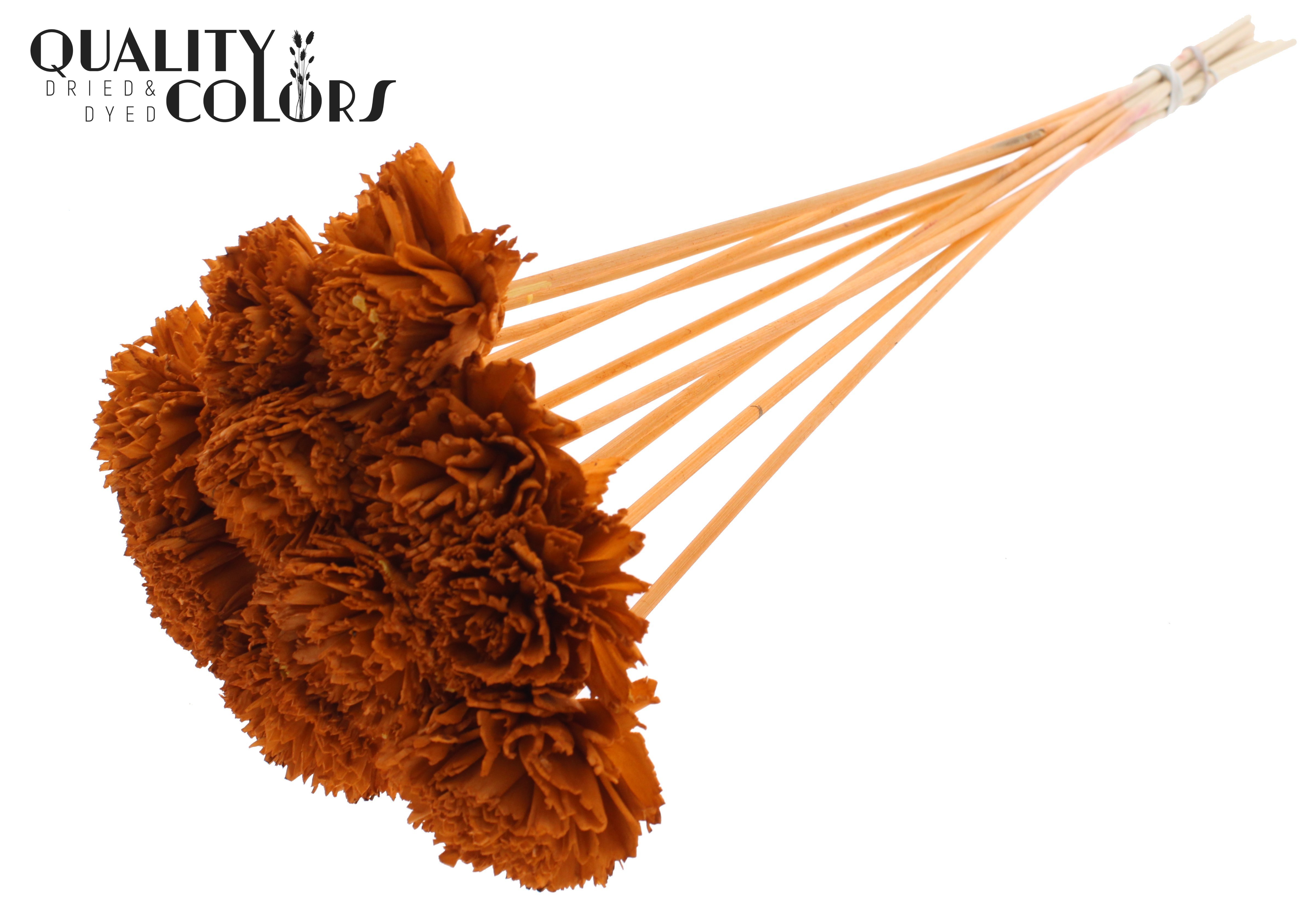 Shola Karnish Flower Terracotta 50cm
