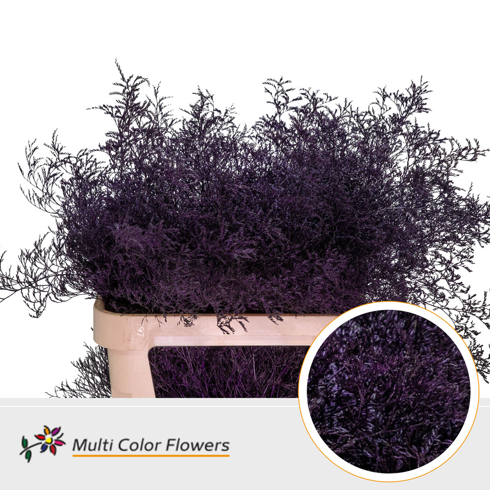 Limonium Painted Aubergine 90cm