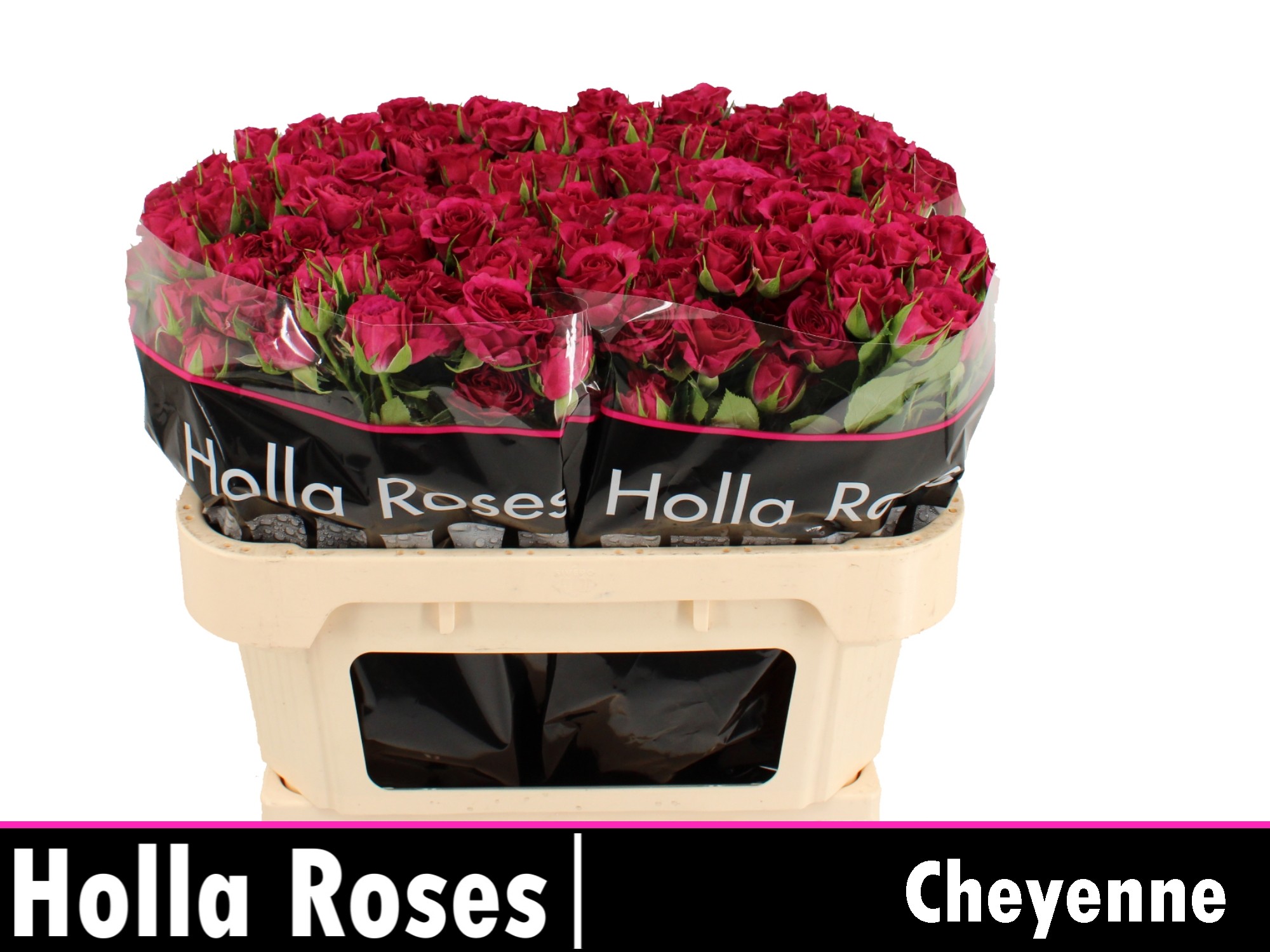 Rosa Spr Cheyenne 70cm