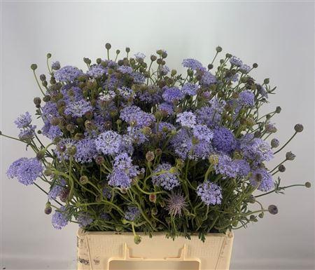 Didiscus Blauw