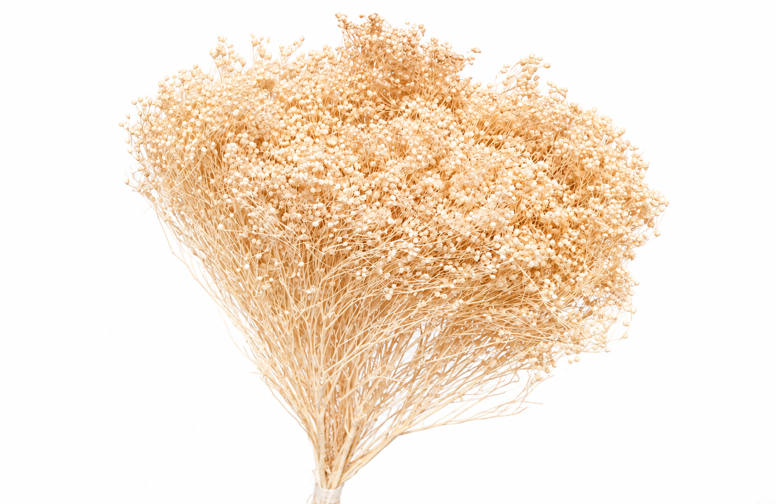 Dried Bleached Broom Bloom