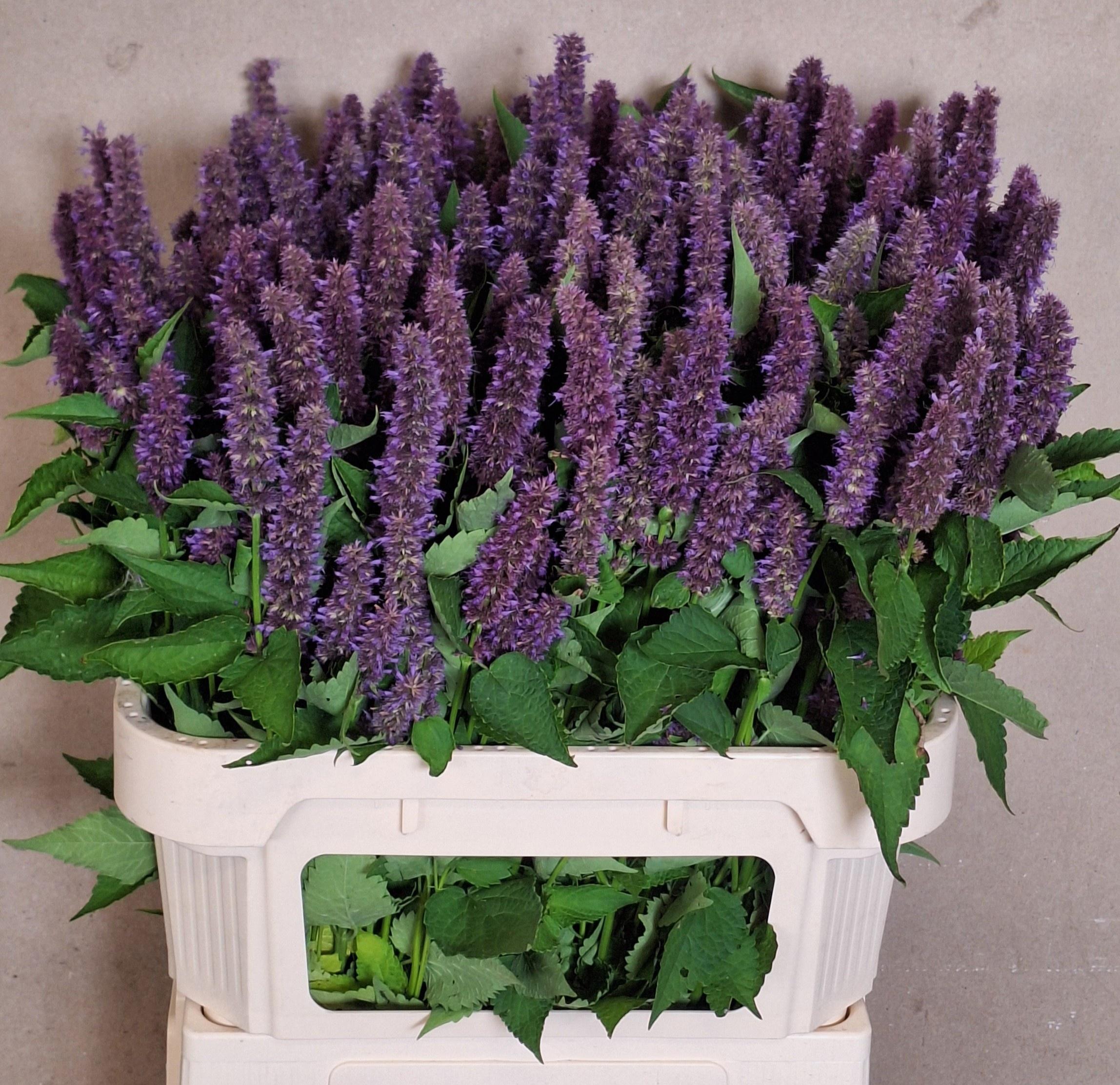Agastache Ov