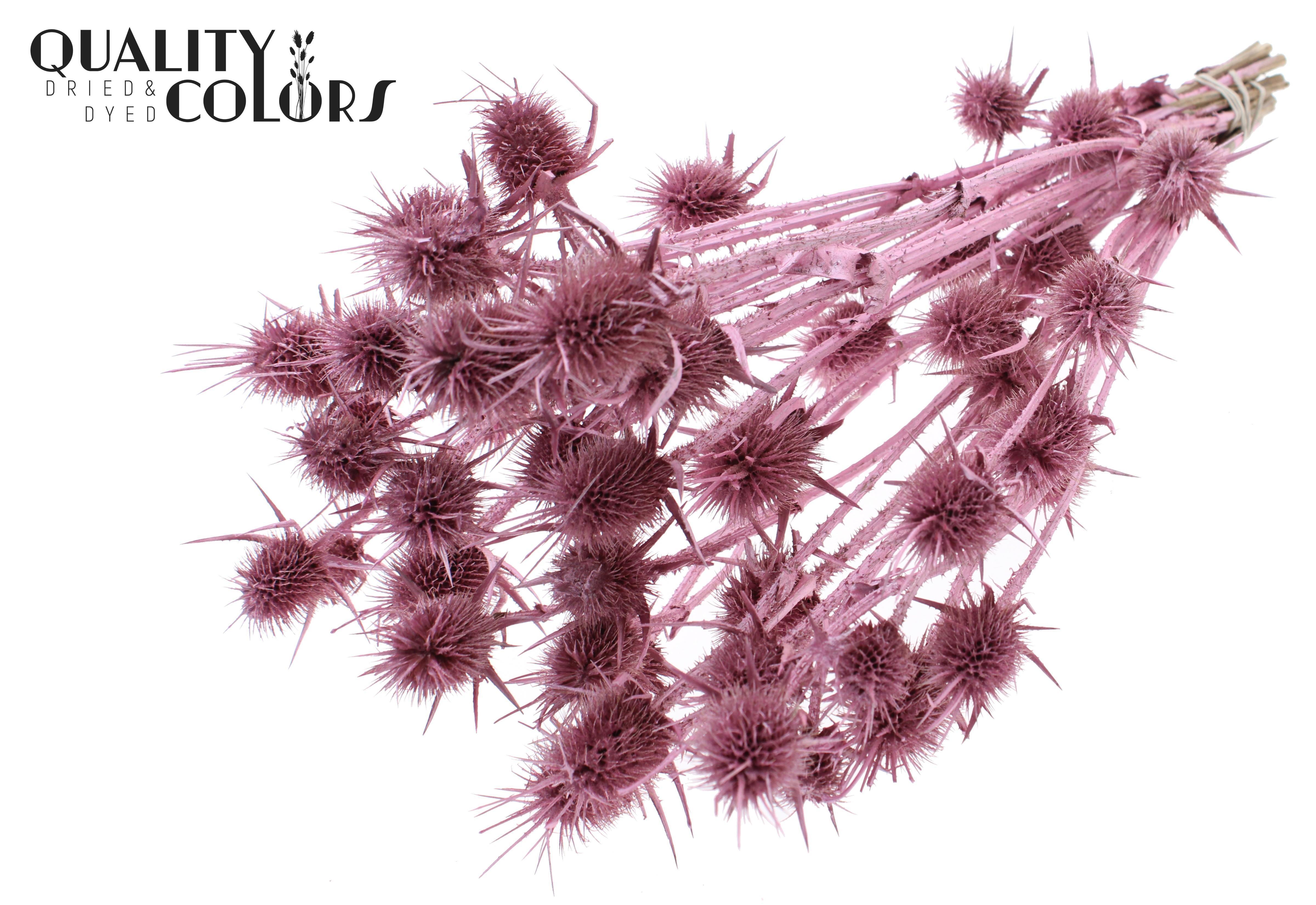 Eryngium Pearl Pink Per Bunch 55cm