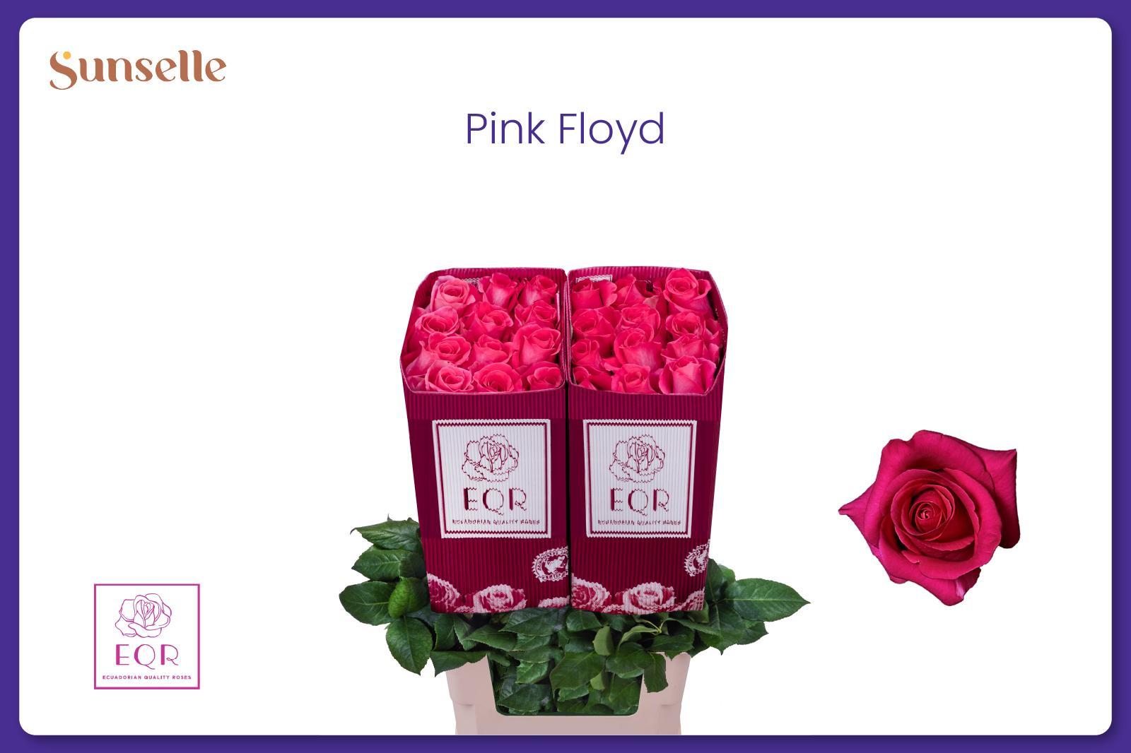 Rosa Pink Floyd 70cm