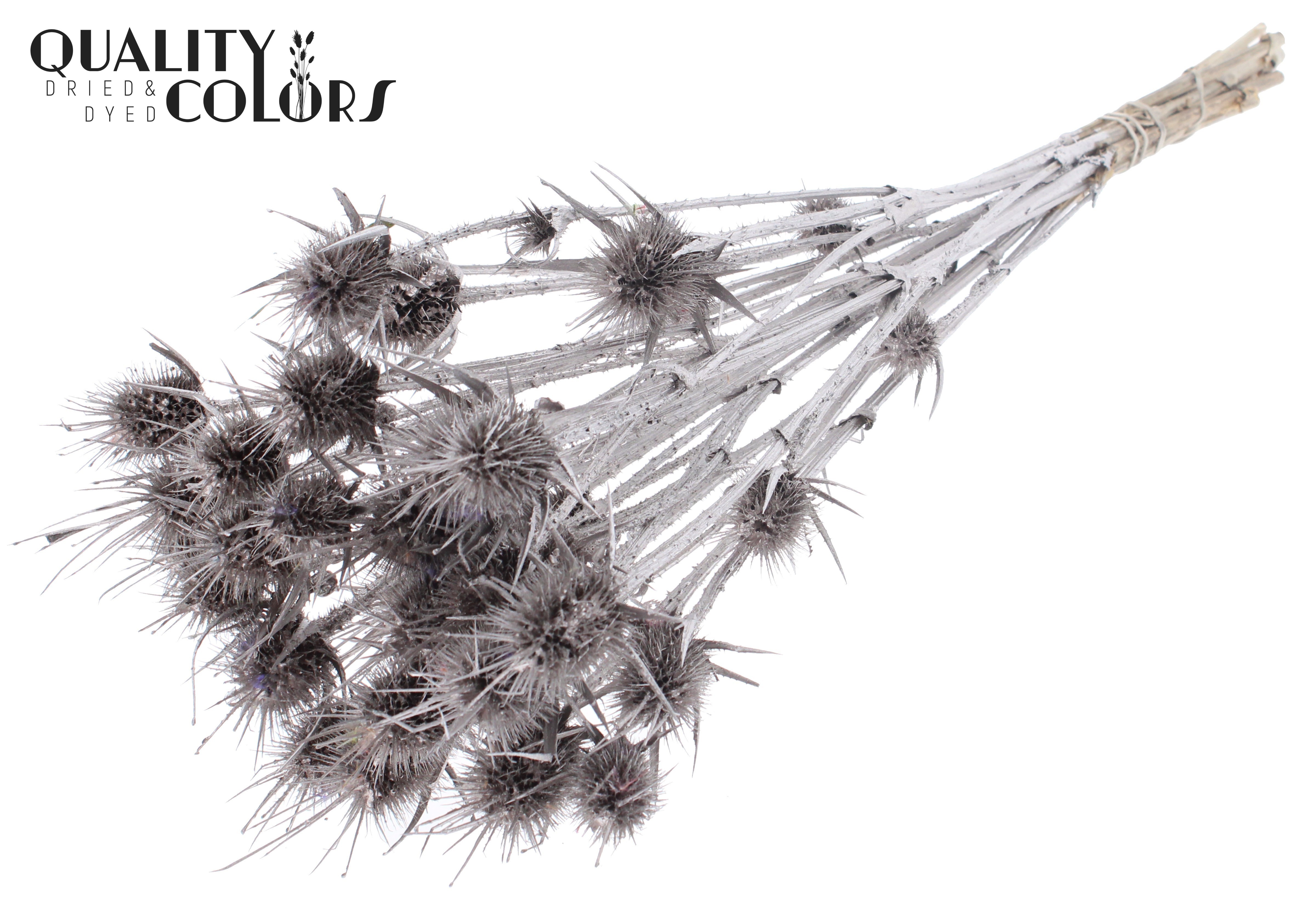 Eryngium Champagne Per Bunch 55cm