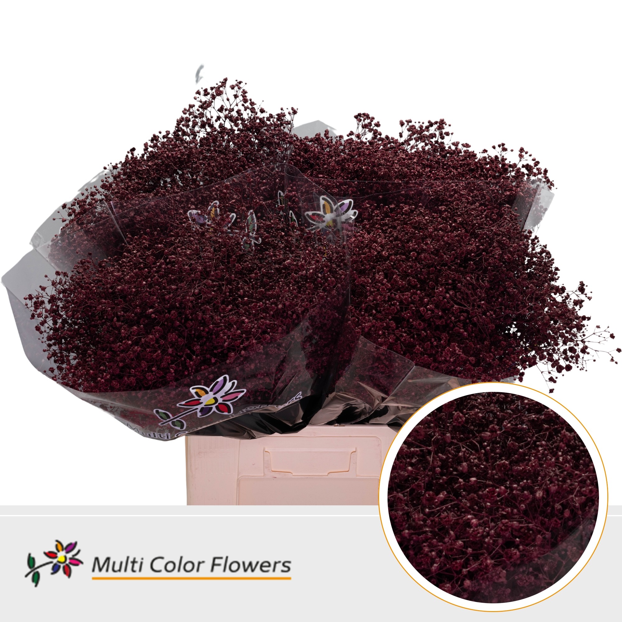 Gypsophila Painted Xlence Bordeaux 70cm