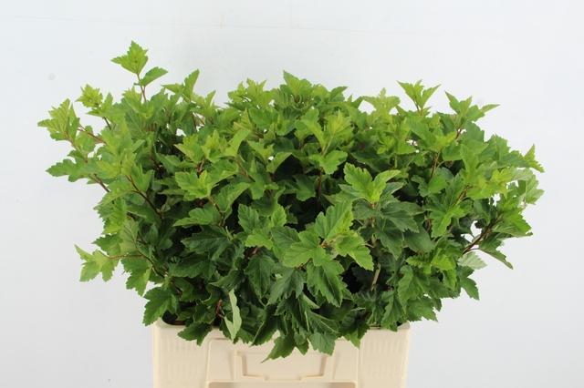Physocarpus Opulifolius Diabolo 60cm