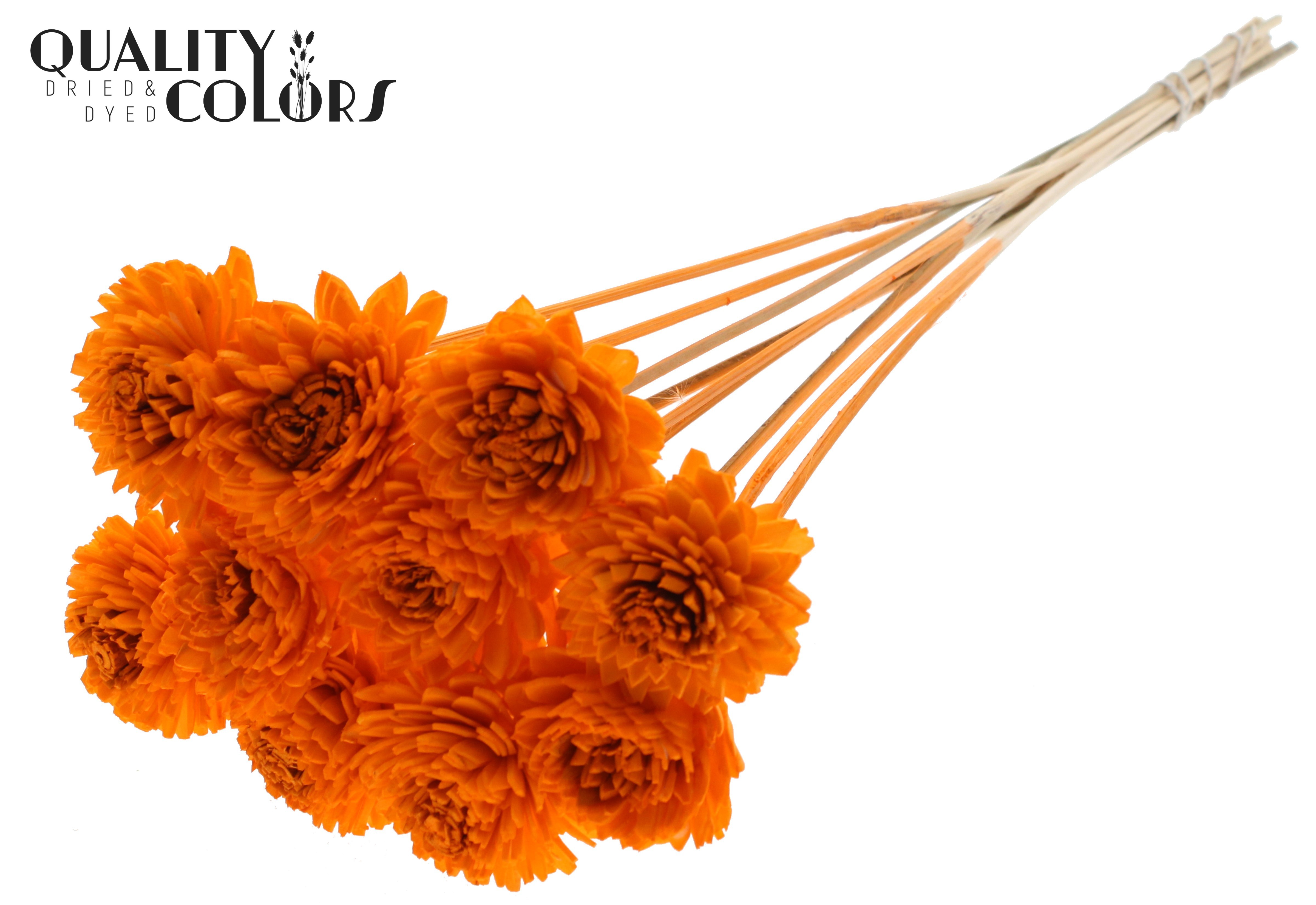 Shola Zinia Orange 50cm