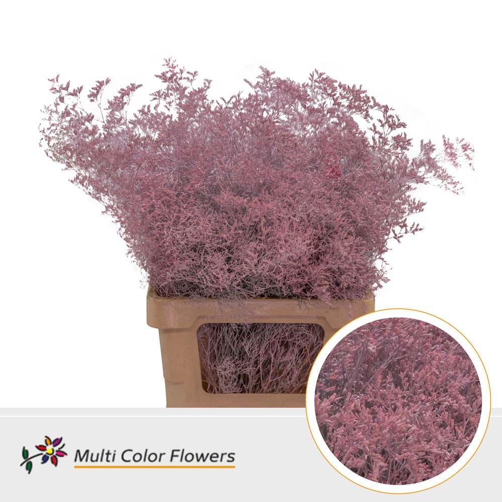 Limonium Beltlaard Rose Licht
