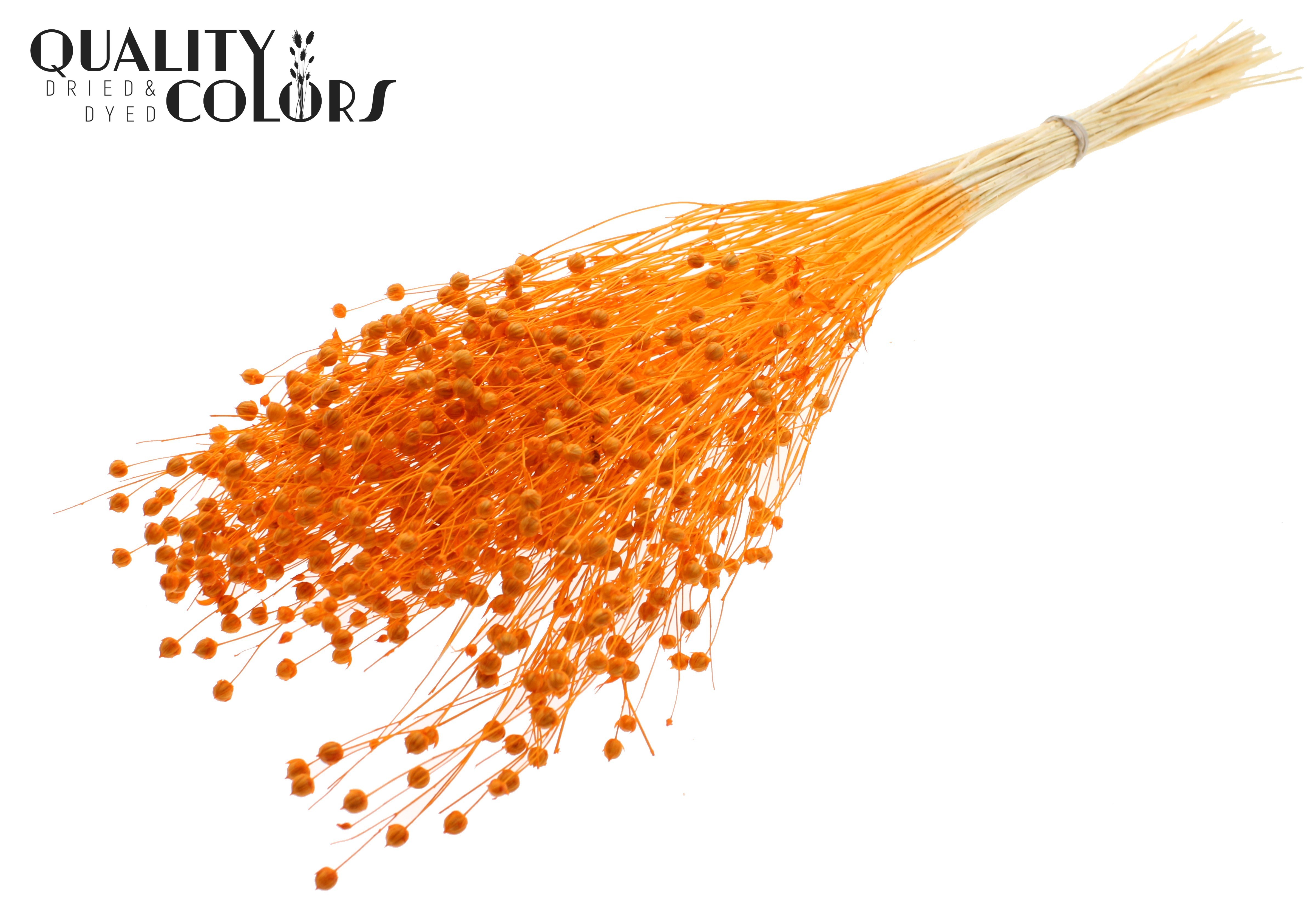 Lino Flax Intense Orange Per Bunch 70cm