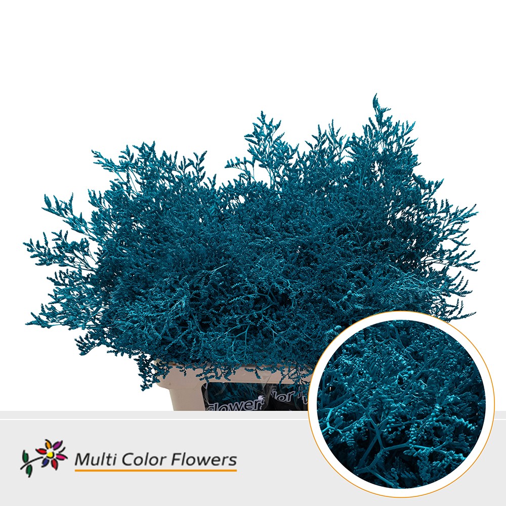 Limonium Turquoise
