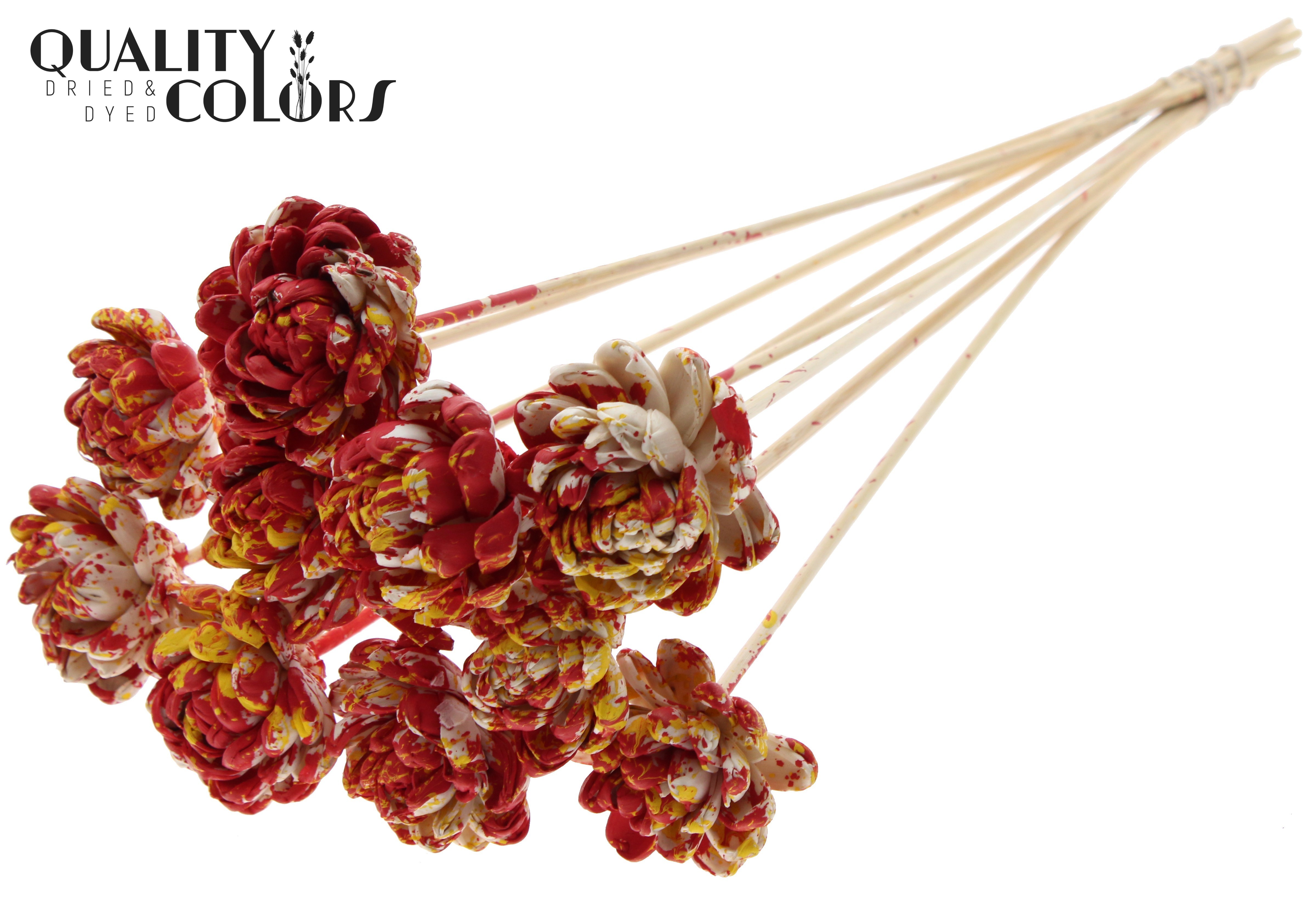 Shola New Beauty Rose Multicolour Red Yellow 50cm