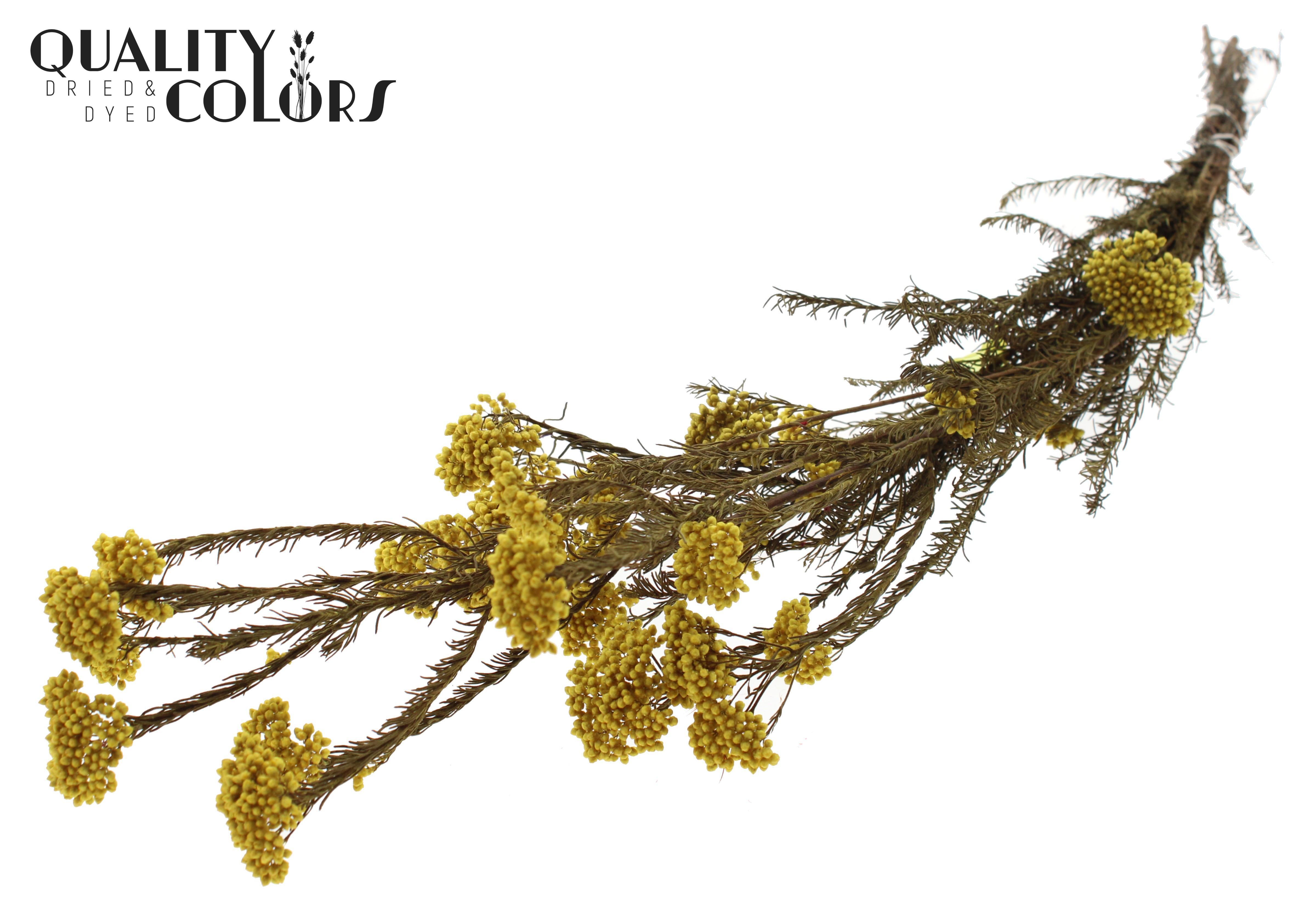 Ozothamnus Yellow Per Bunch 70cm