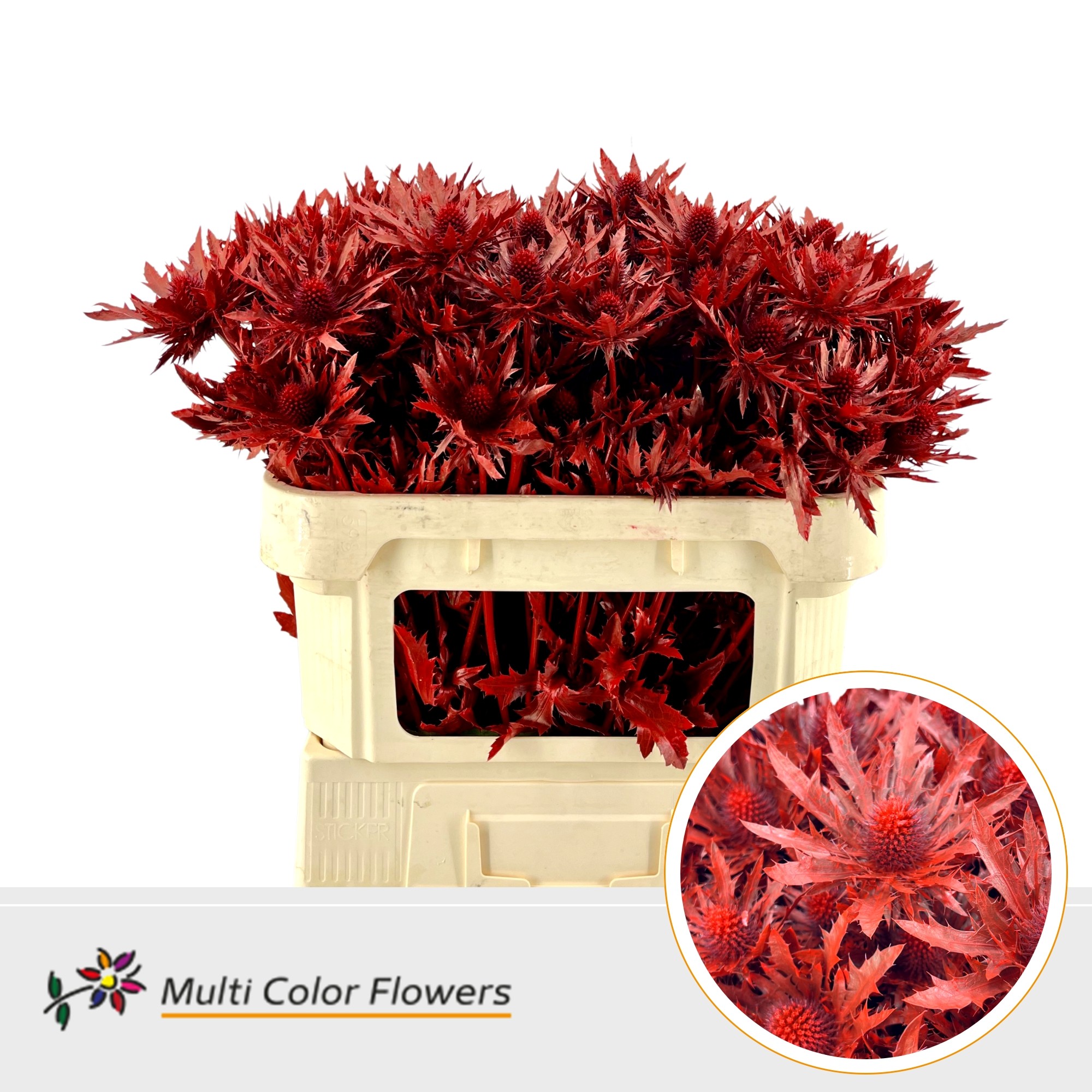 Eryngium Rood