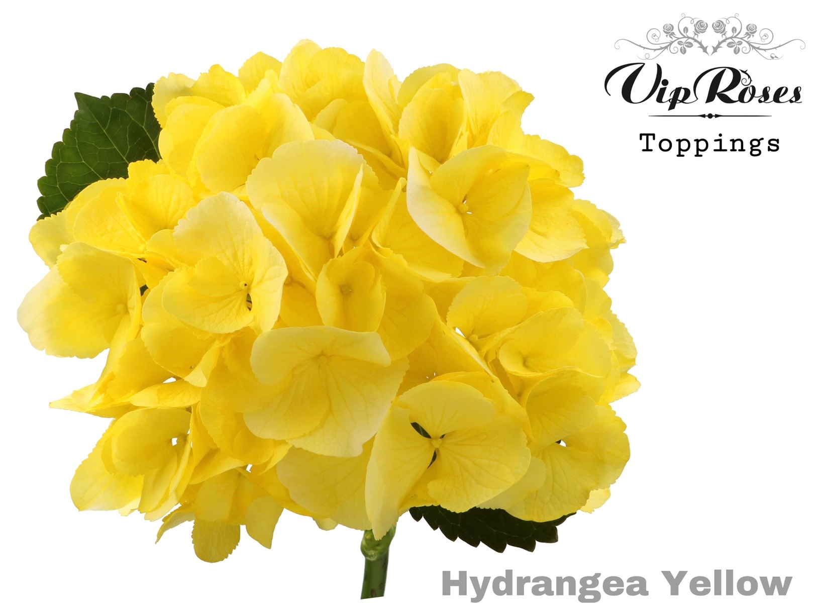 Hydr M Sunny Yellow 80 Cm 80 cm