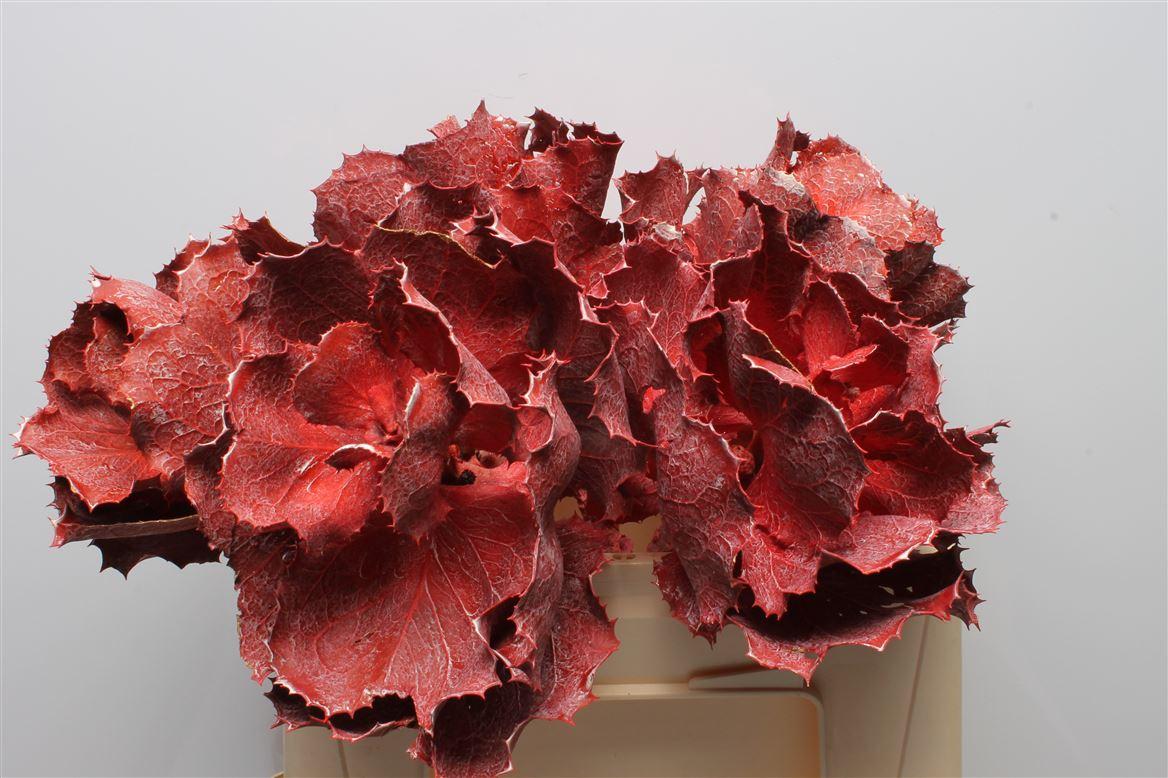 Hakea Victoria Red Frosted