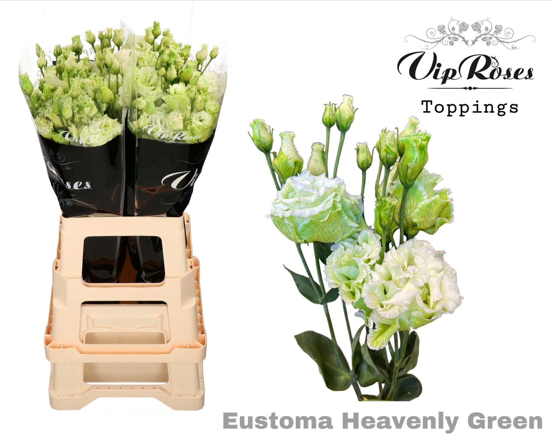 Eustoma Double Painted Heavenly Green 75cm
