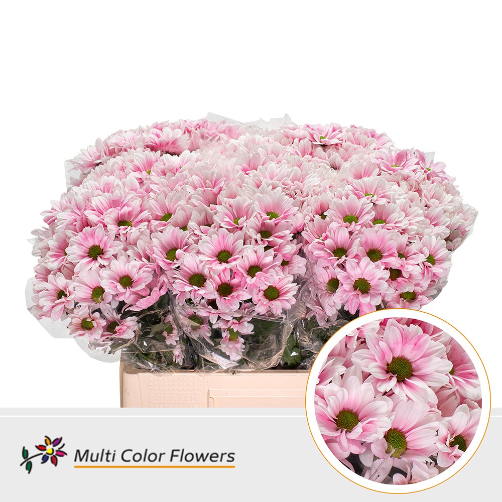 Chrysanth Spray Painted Kennedy Pastel Pink 60cm