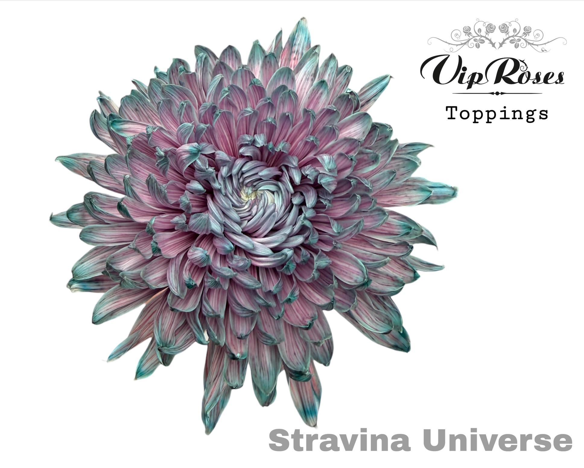 Chr G Stravina Universe 65 cm