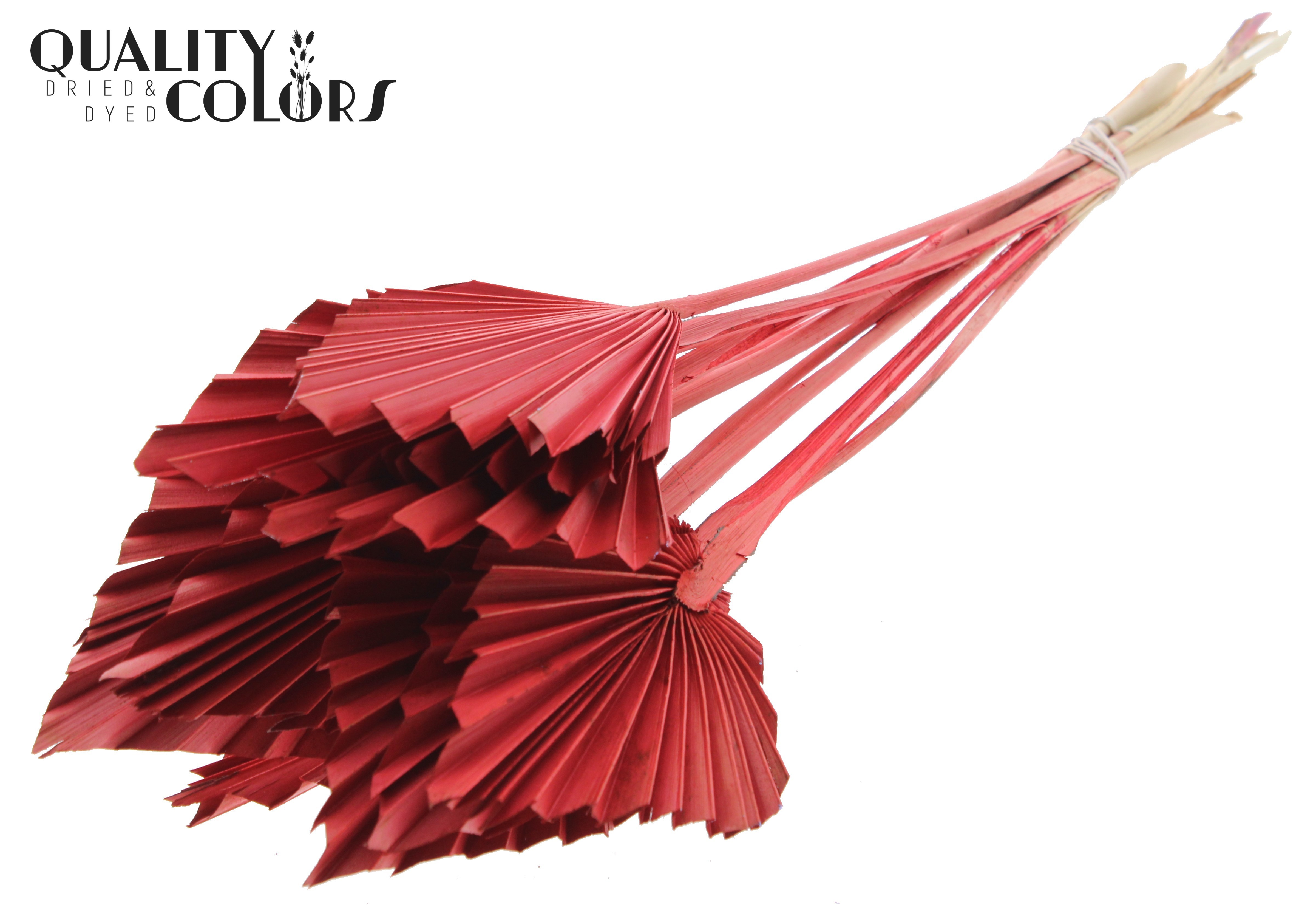 Palm Spear Red 50cm