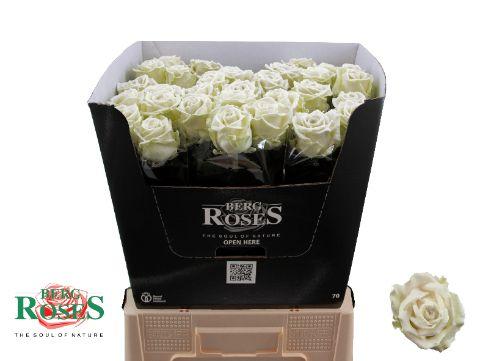 Rosa Waxed 70cm