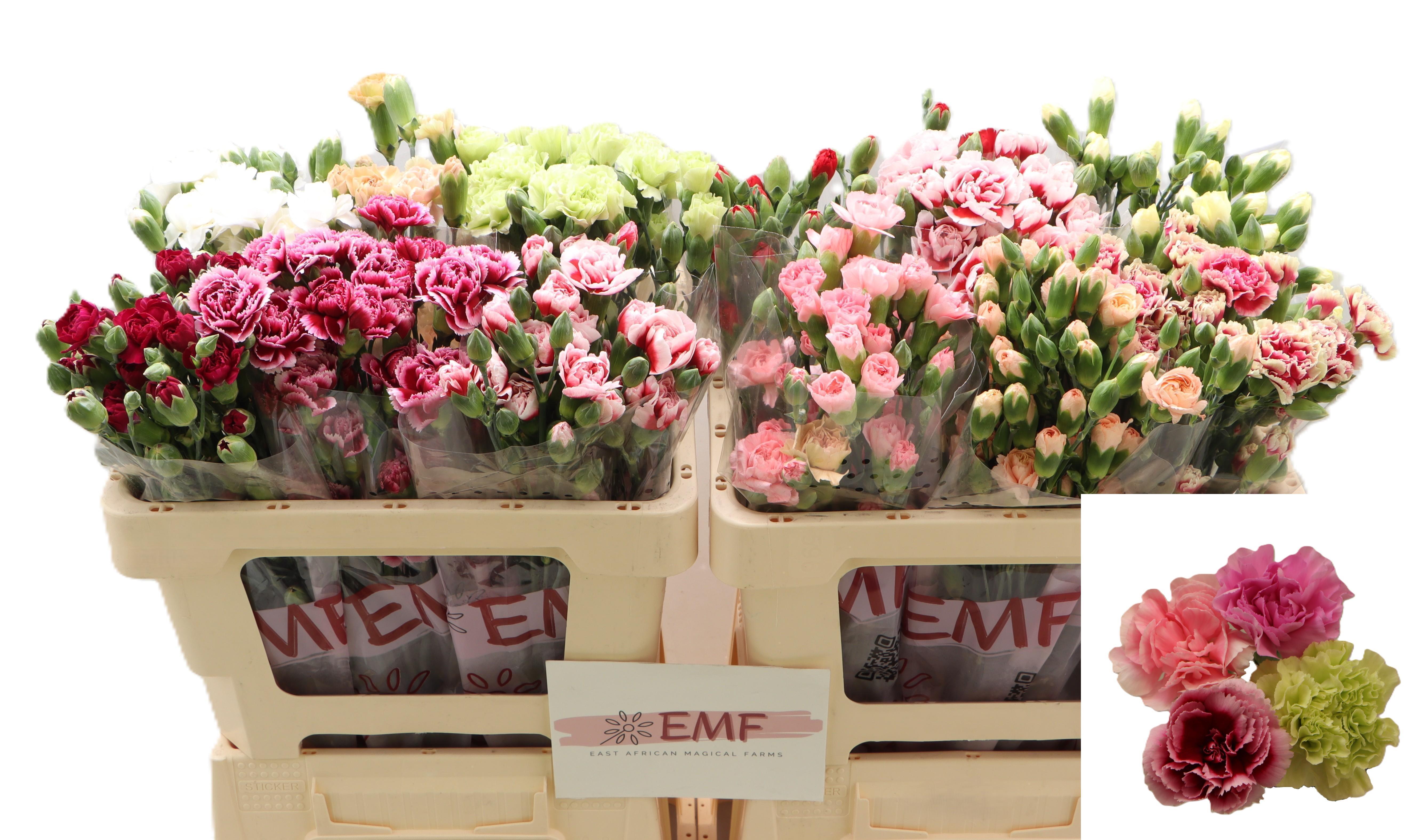 Dianthus Spr Mixed In Bucket 50cm