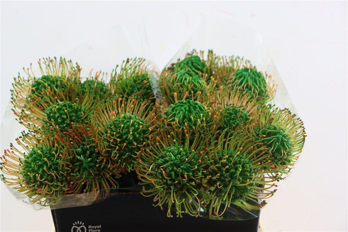 Leuco Klbh Green