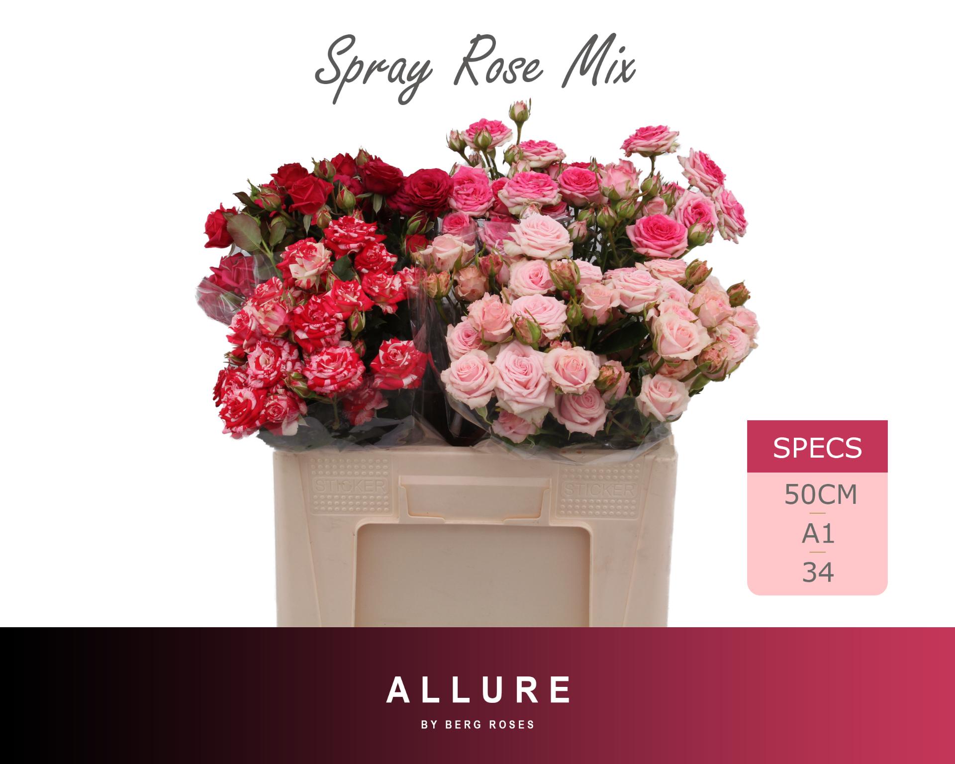 Rosa Spr 50cm