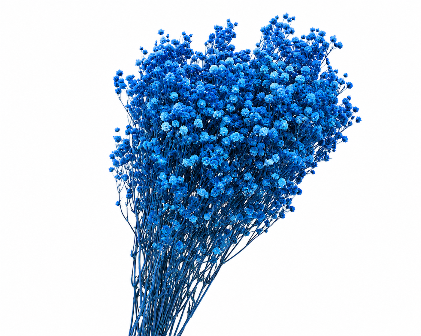 Dried Bleached Gypso Xlence Blue