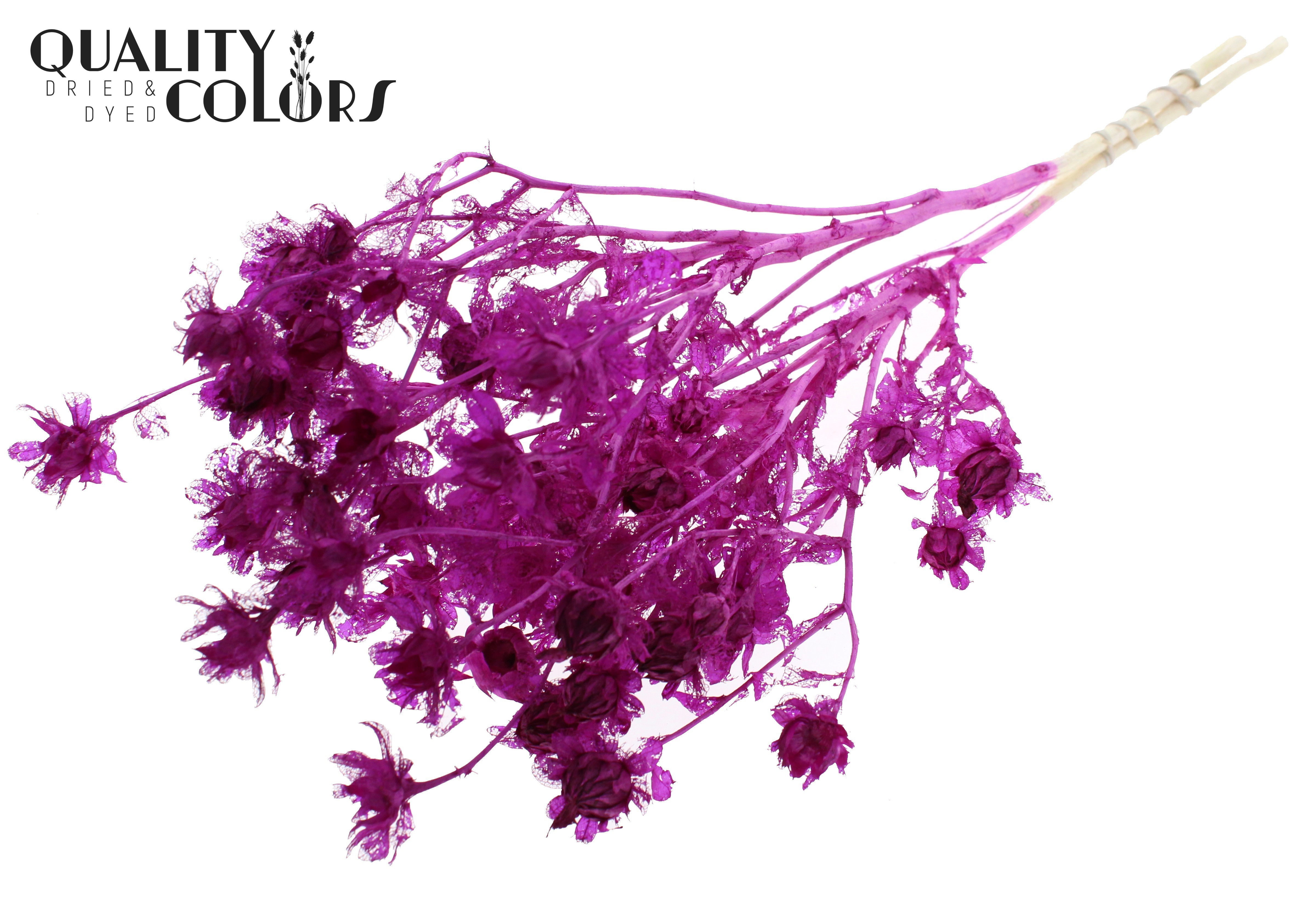Carthamus Intense Lilac Per Bunch 70cm