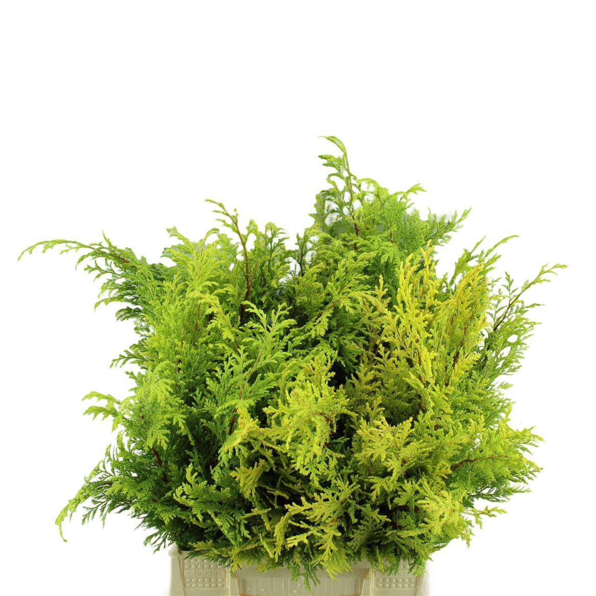 Conif.ch.pis. Aurea Pluis