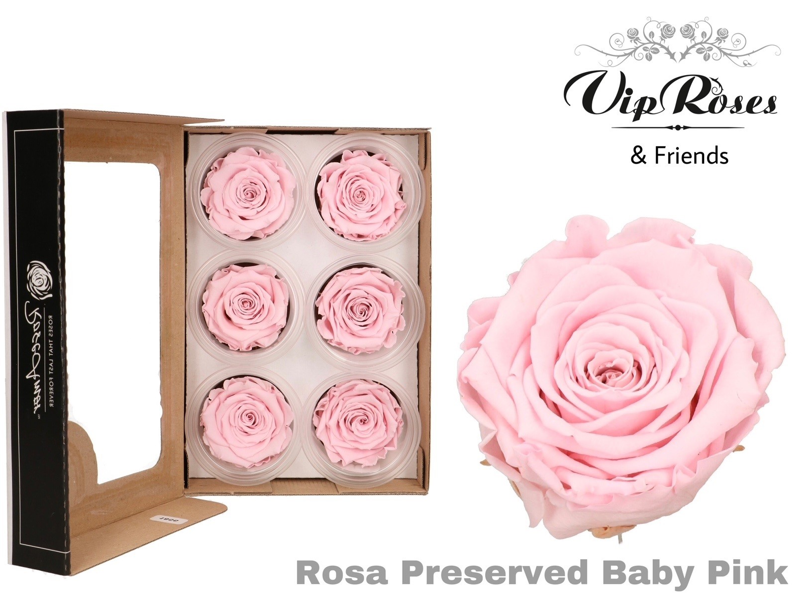 R Preserved Baby Pink 5 cm