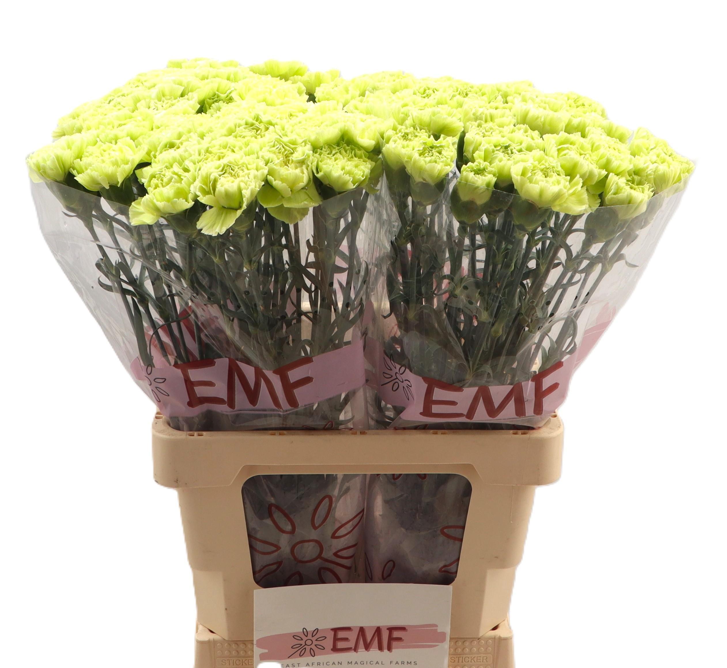 Dianthus Single Marty Dark Green 65cm