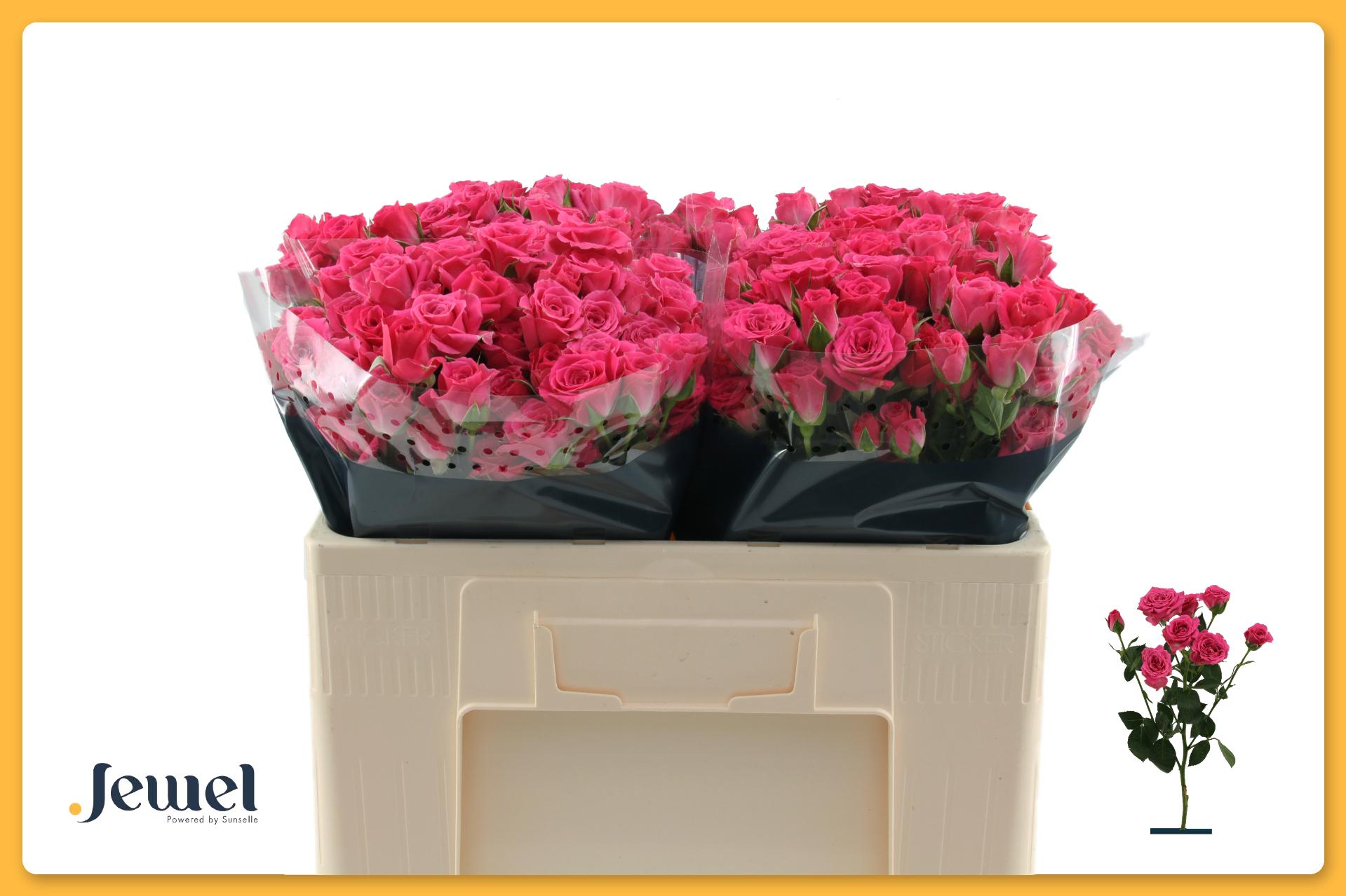 Rosa Spr Lovely Lydia 50cm