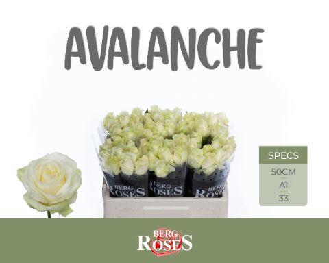 Rosa Avalanche 50cm
