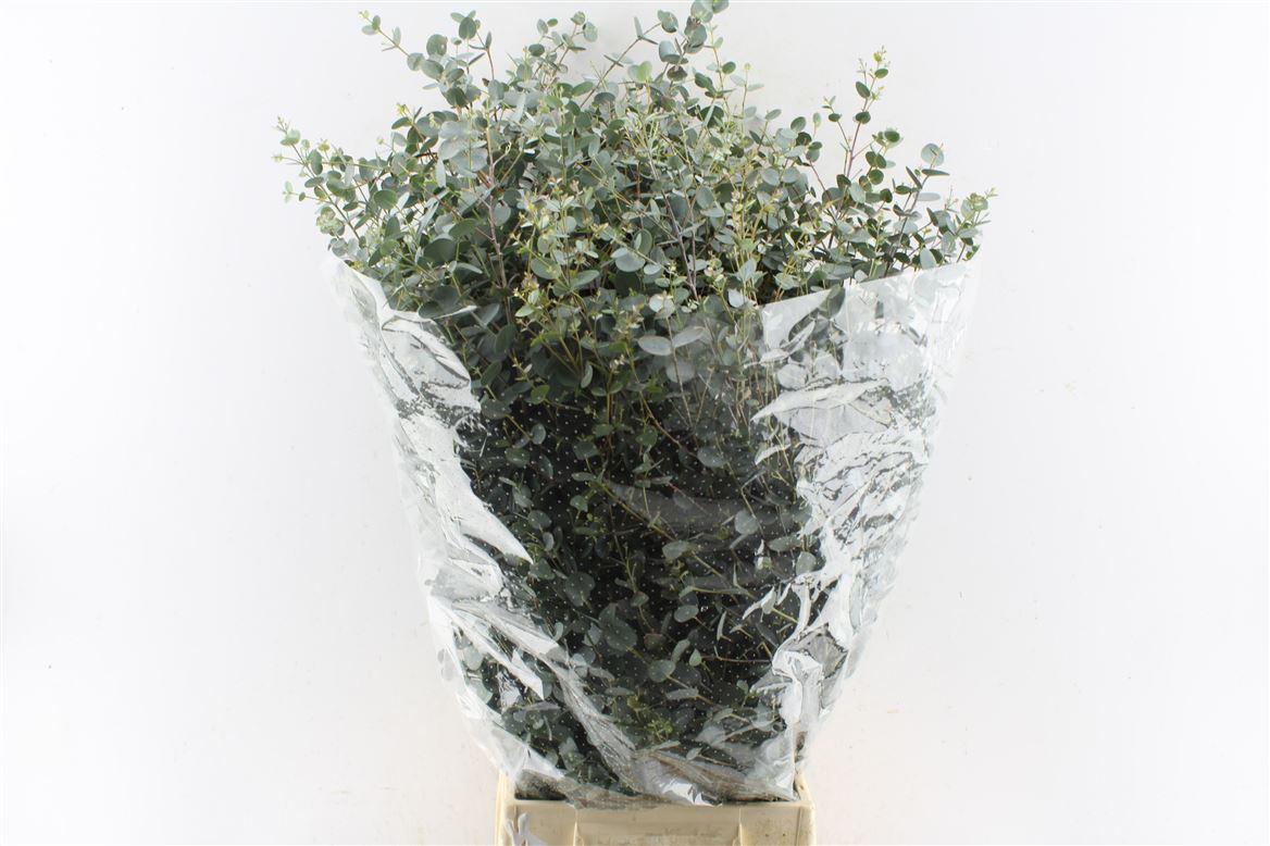 Euca Gunnii 300 Gram