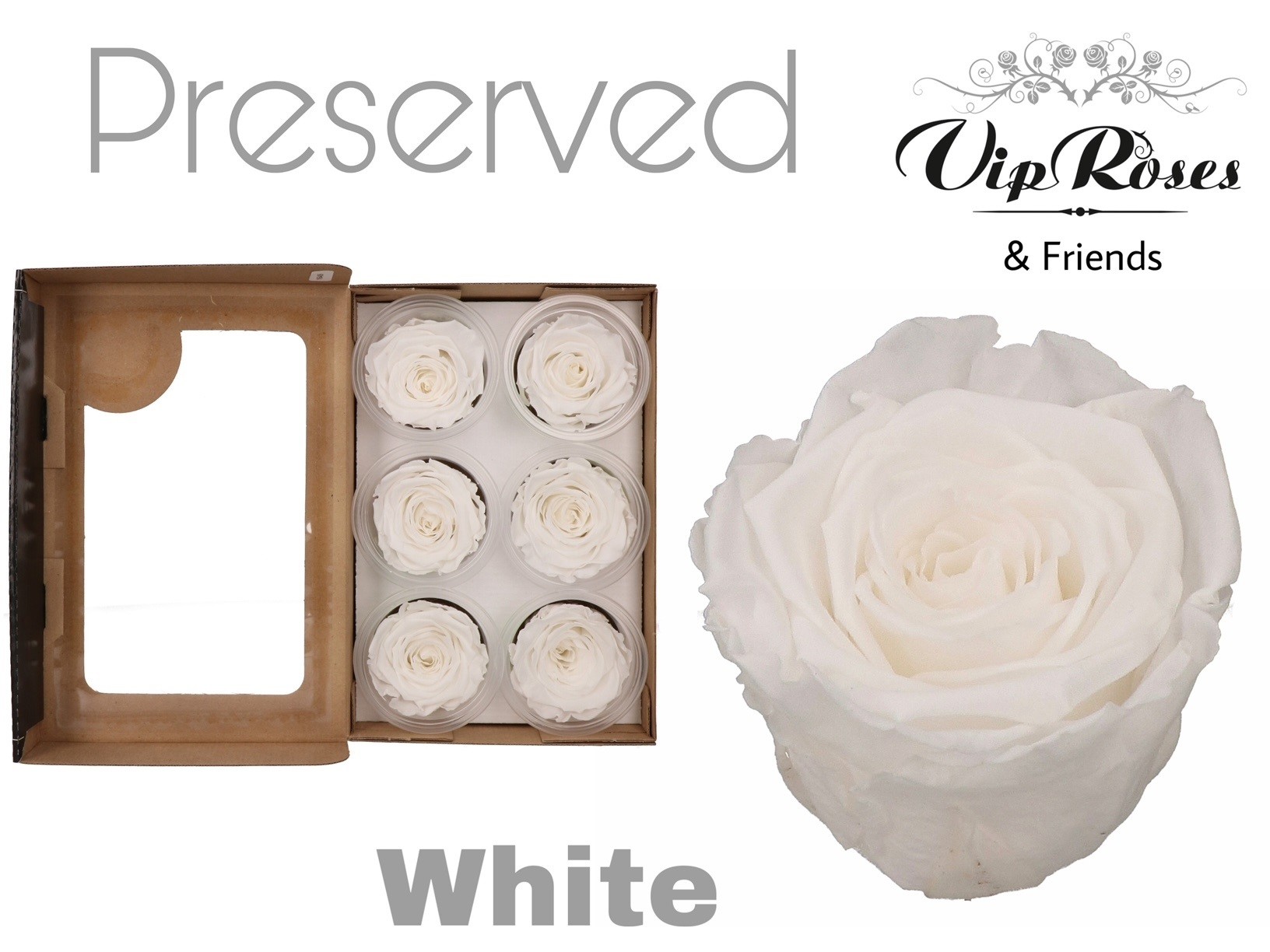 R Preserved White 5 cm