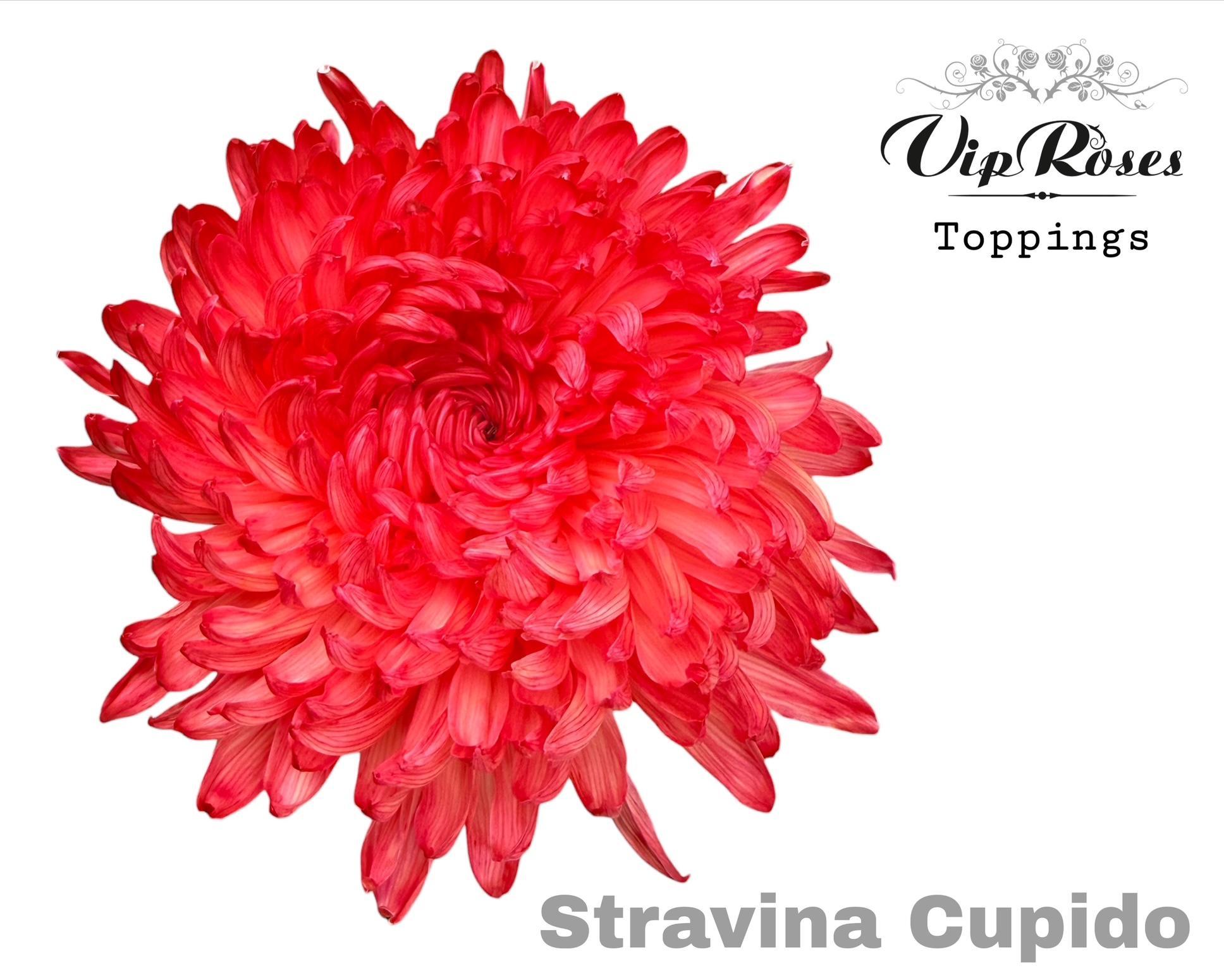 Chr G Stravina Cupido 65 cm