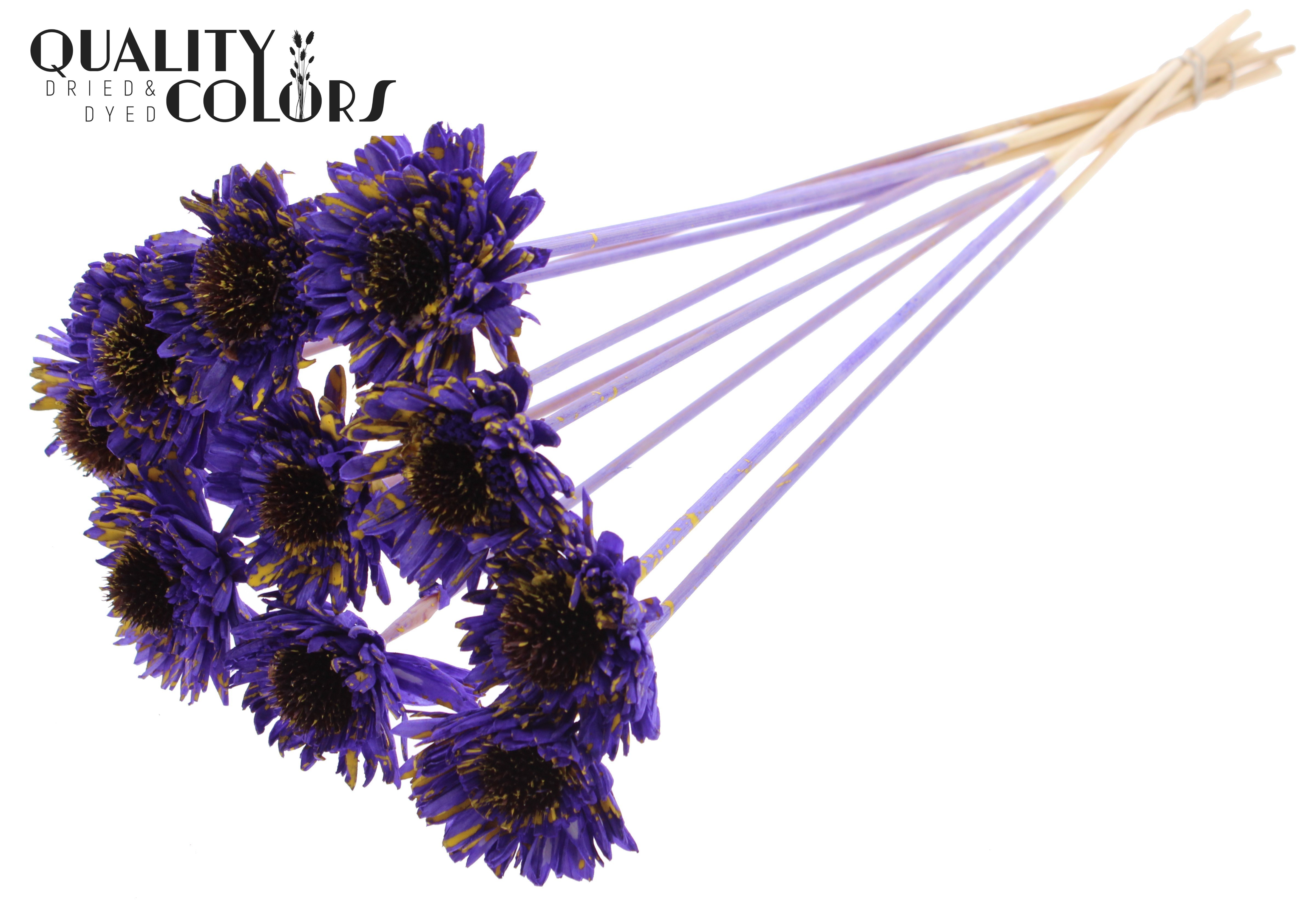 Shola Daisy Sunflower Splashed Purple Yellow 50cm