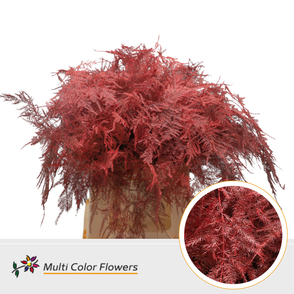 Asparagus Setaceus Painted Red 45cm