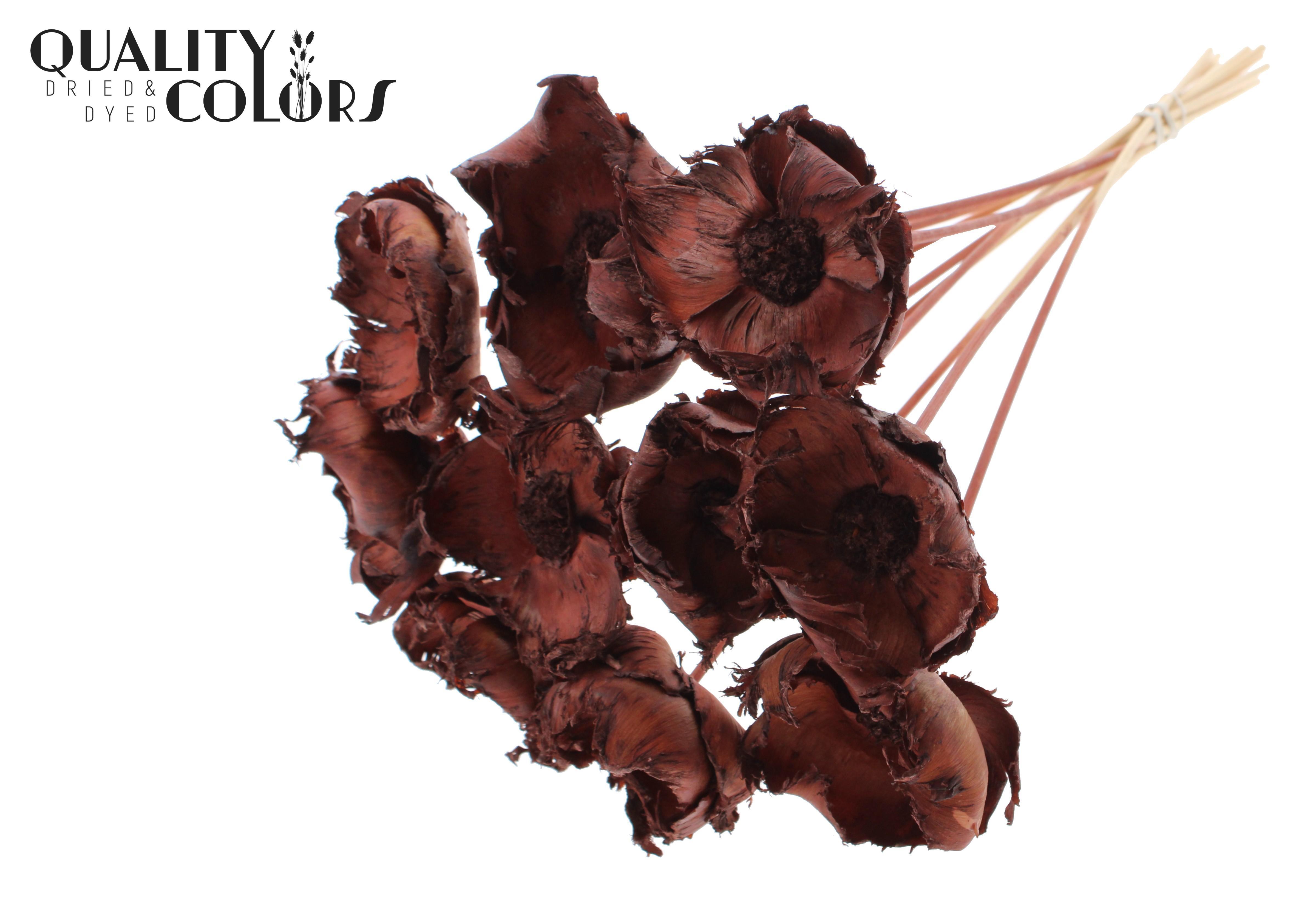 Palm Cup Intense Brown 50cm