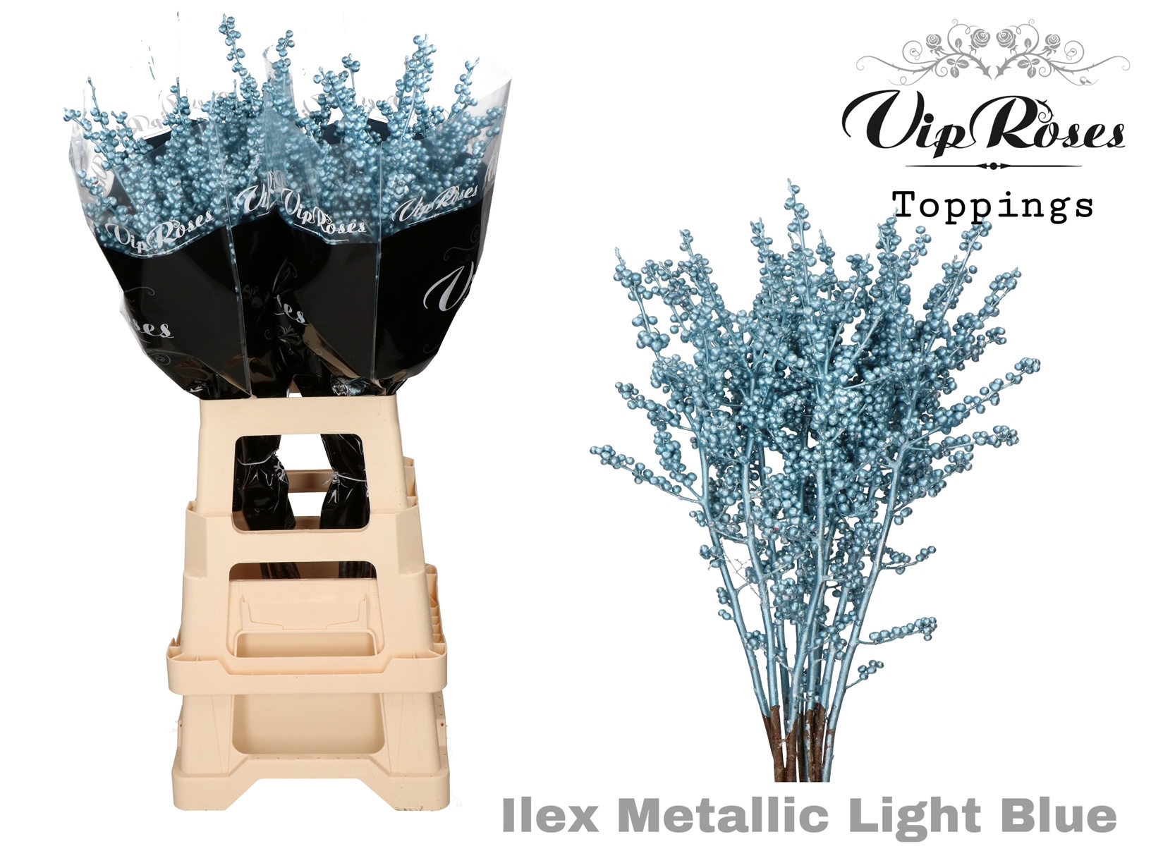 Ilex Dyed Frosty 70cm
