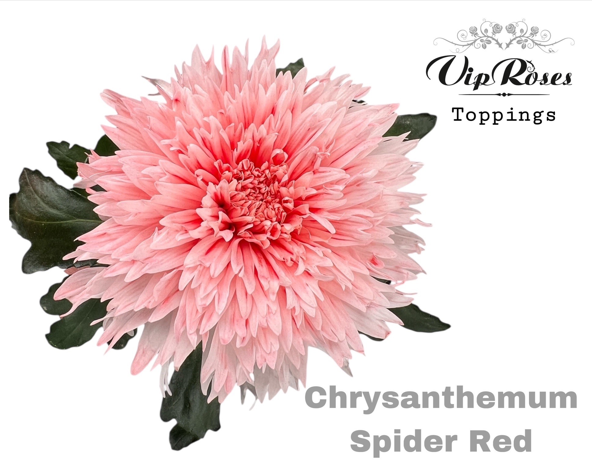 Chr G Spider Red 70 cm