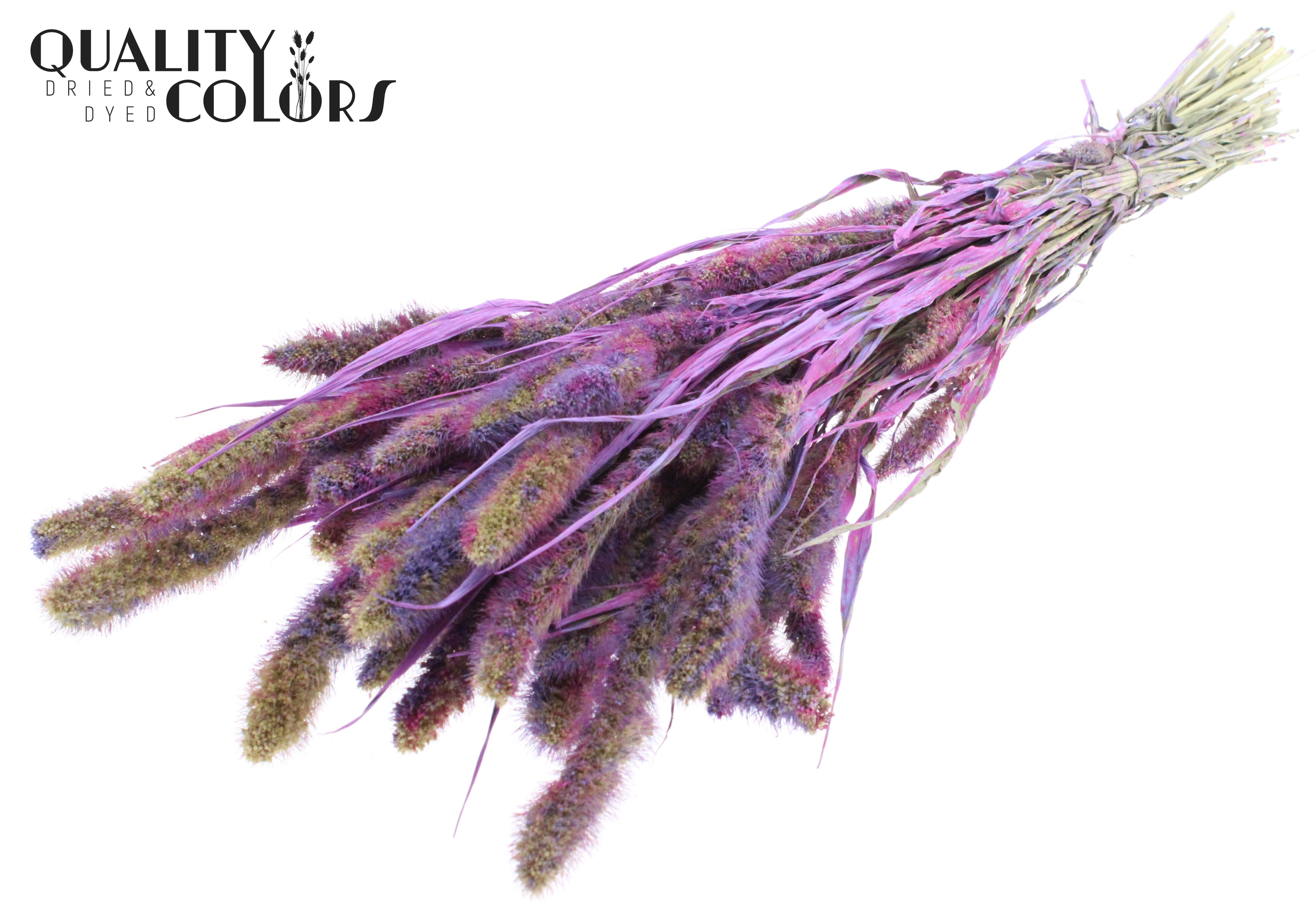 Setaria Multicolour Milka Per Bunch 70cm