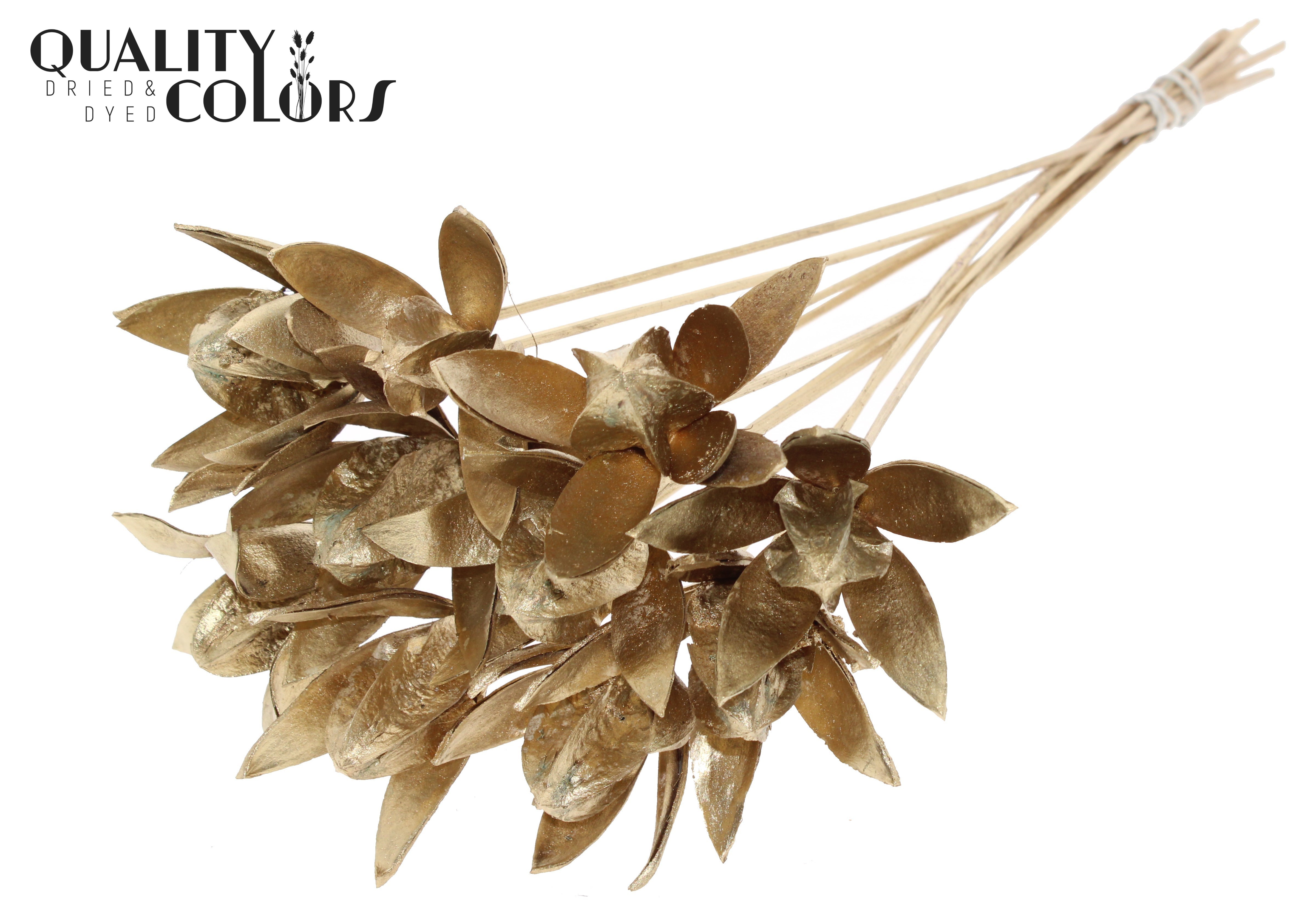 Wild Lilly Antique Gold 50cm
