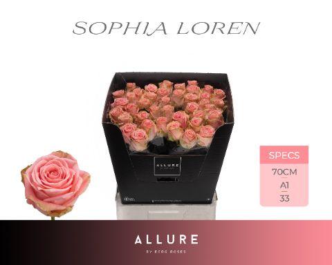 Rosa Sophia Loren 70cm