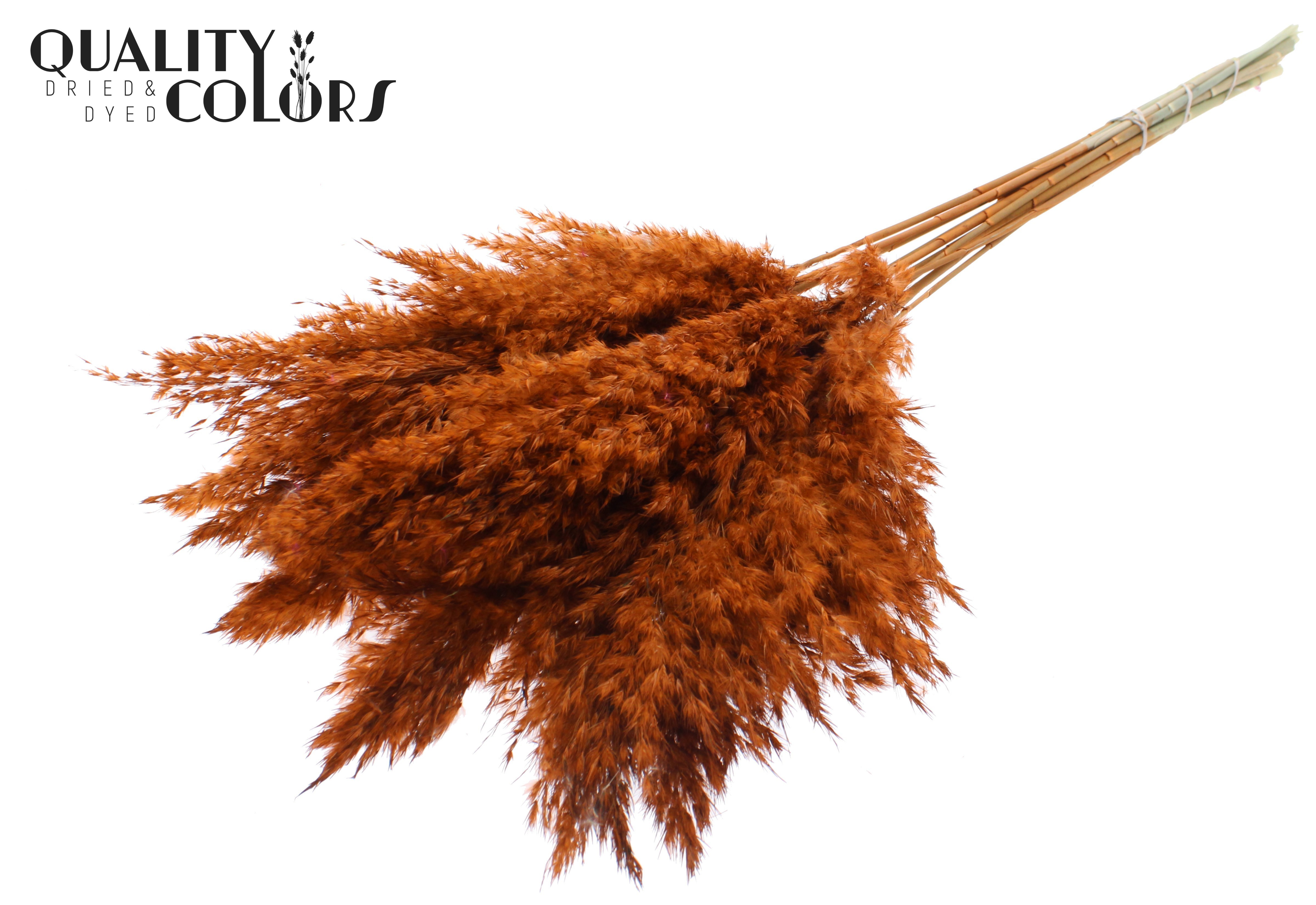 Pampas Grass Terracotta Per Bunch 70cm