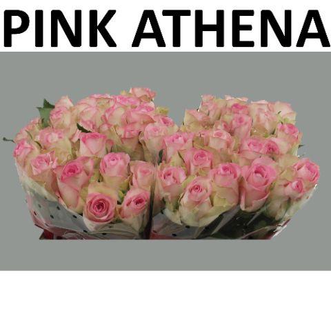 Rosa Pink Athena 50cm