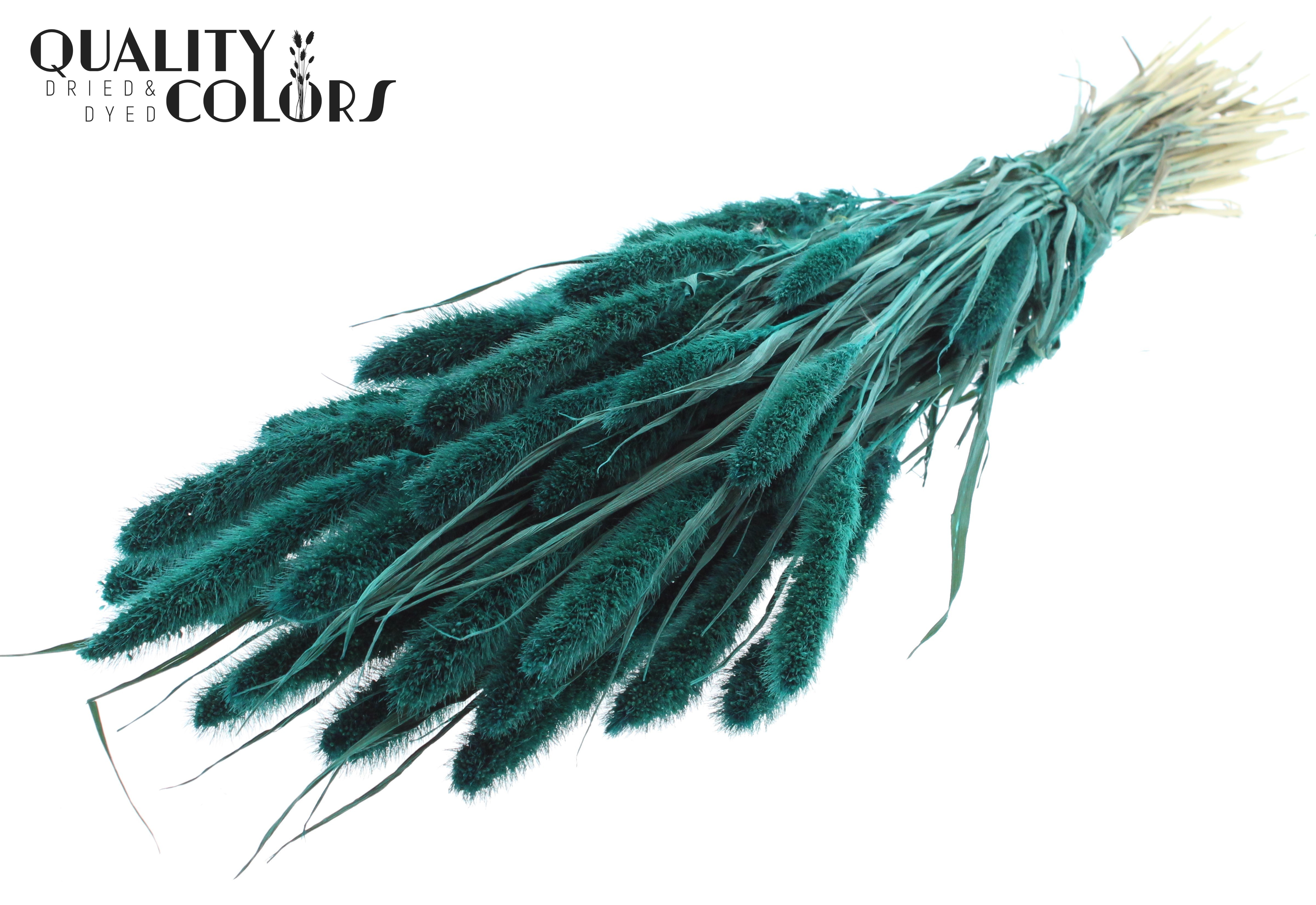 Setaria Turquoise Per Bunch 70cm