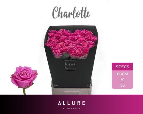 Rosa Tan Charlotte 80cm